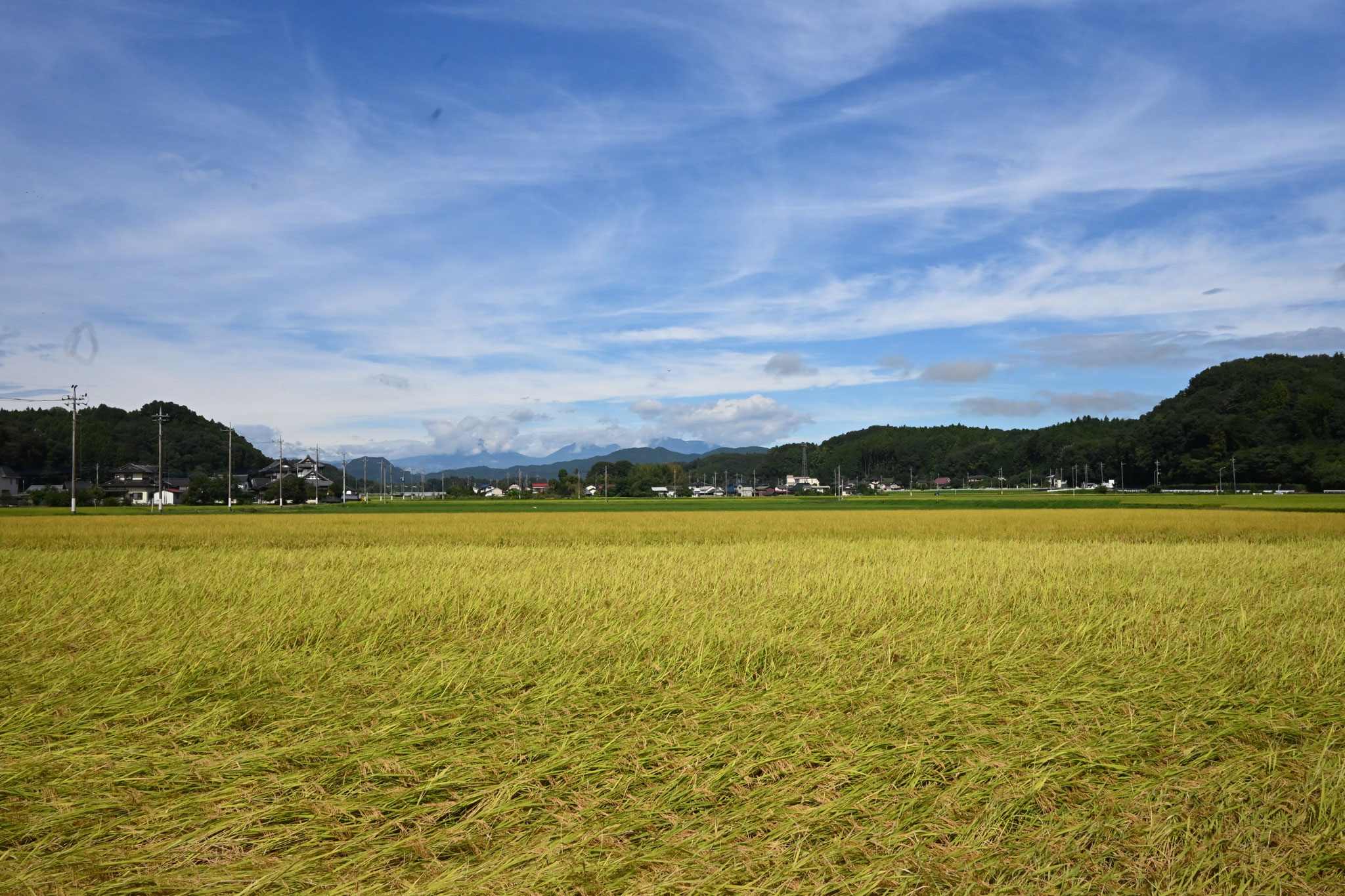 秋雲の下、黄金色の稲田