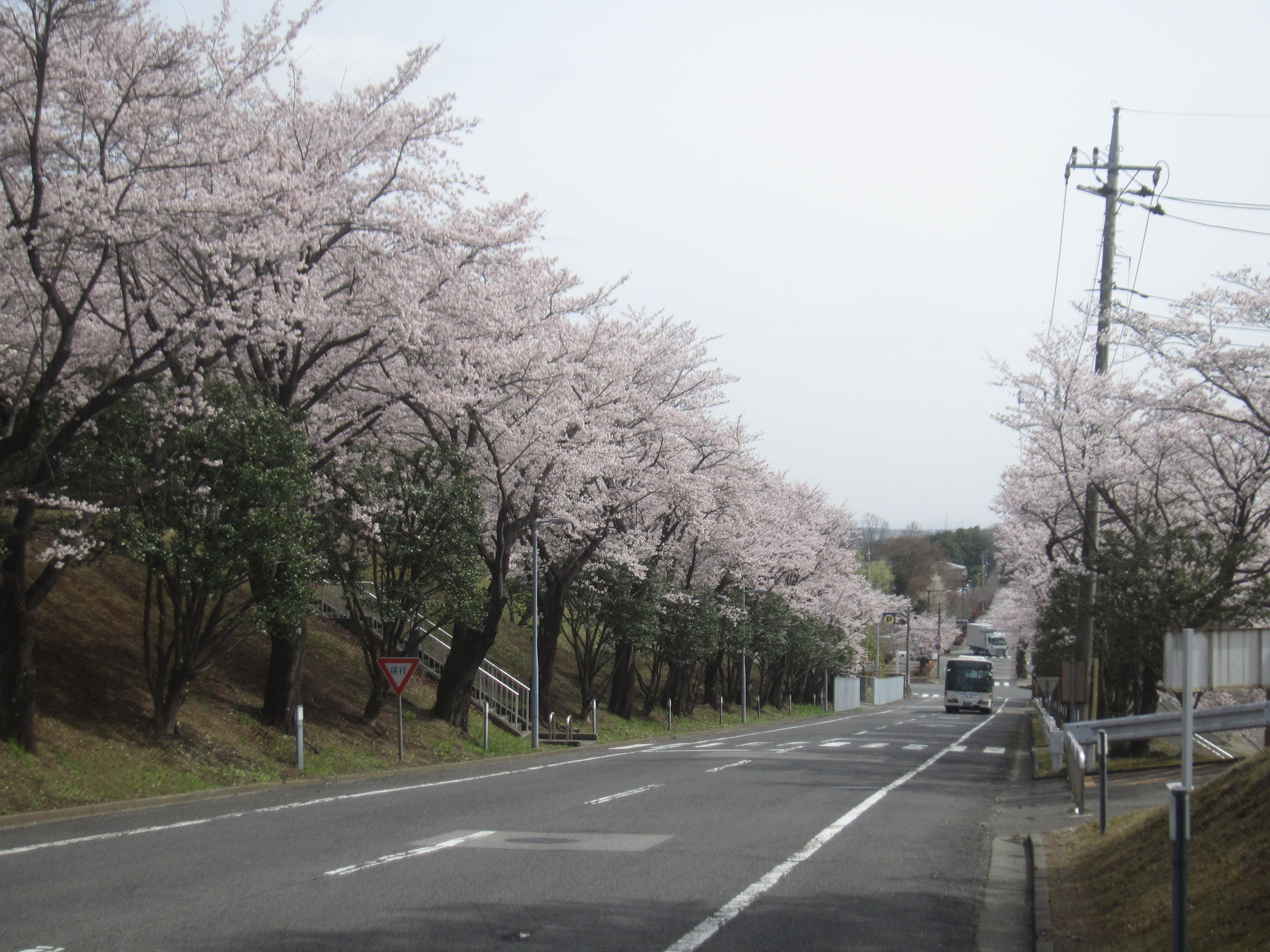 正門からの通路、桜並木