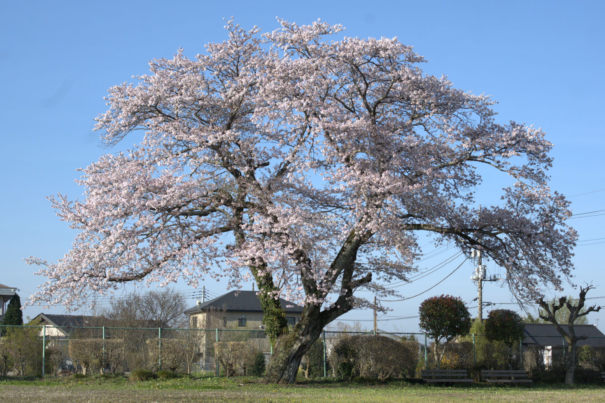海道分校跡地の公園に満開の桜の大木