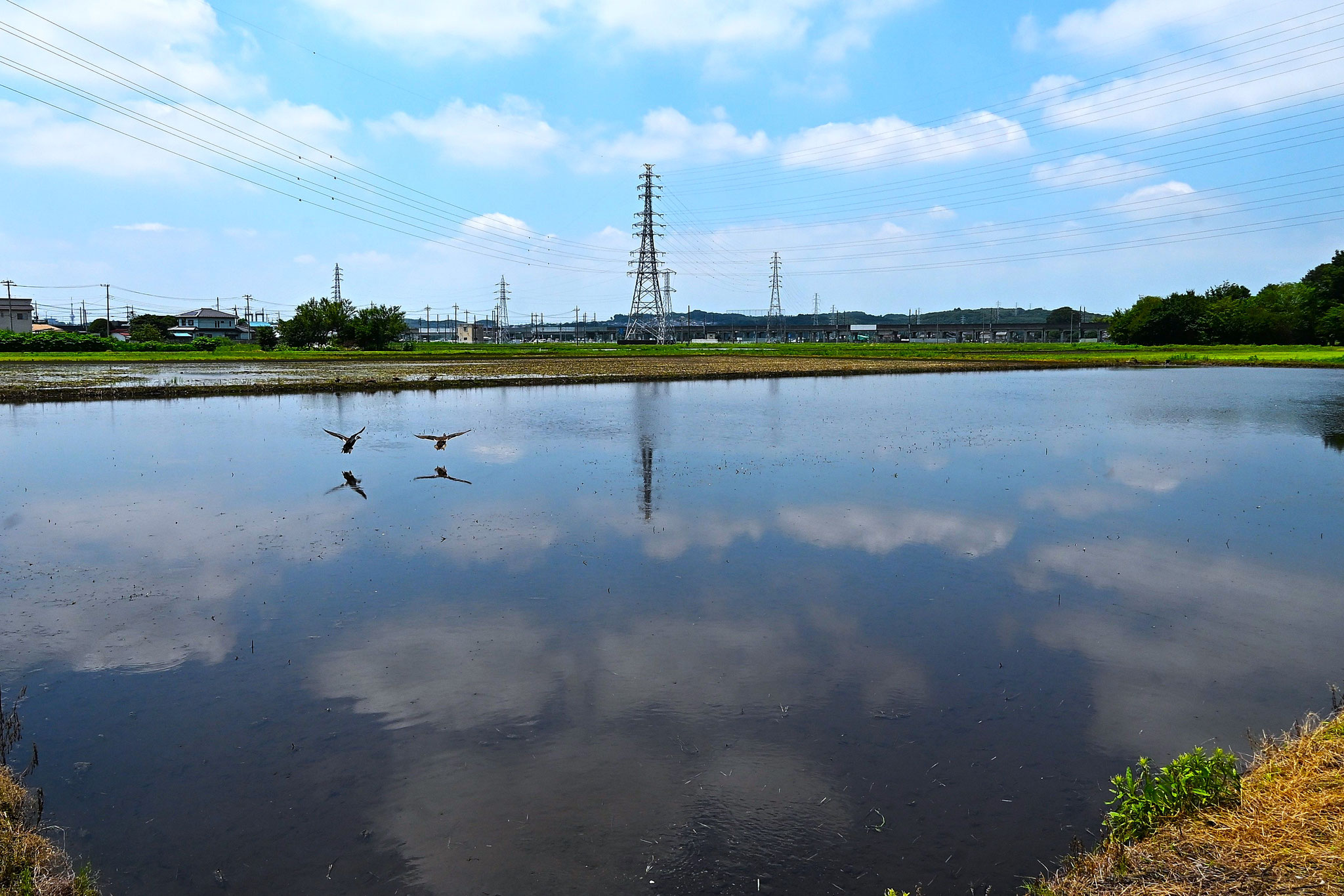 水鏡の夏空に着水するカルガモのつがい