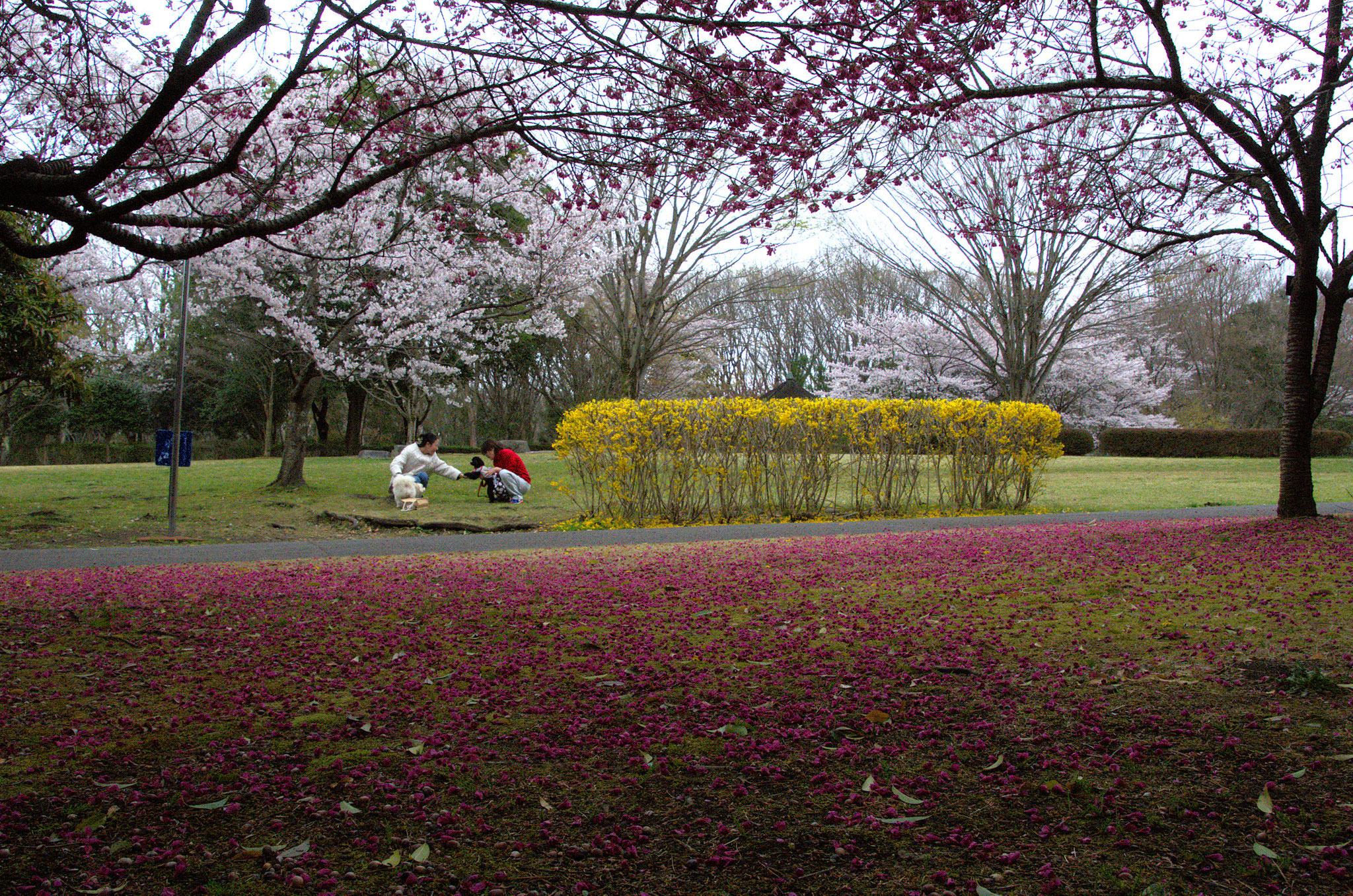散り敷くカンヒザクラの花絨毯