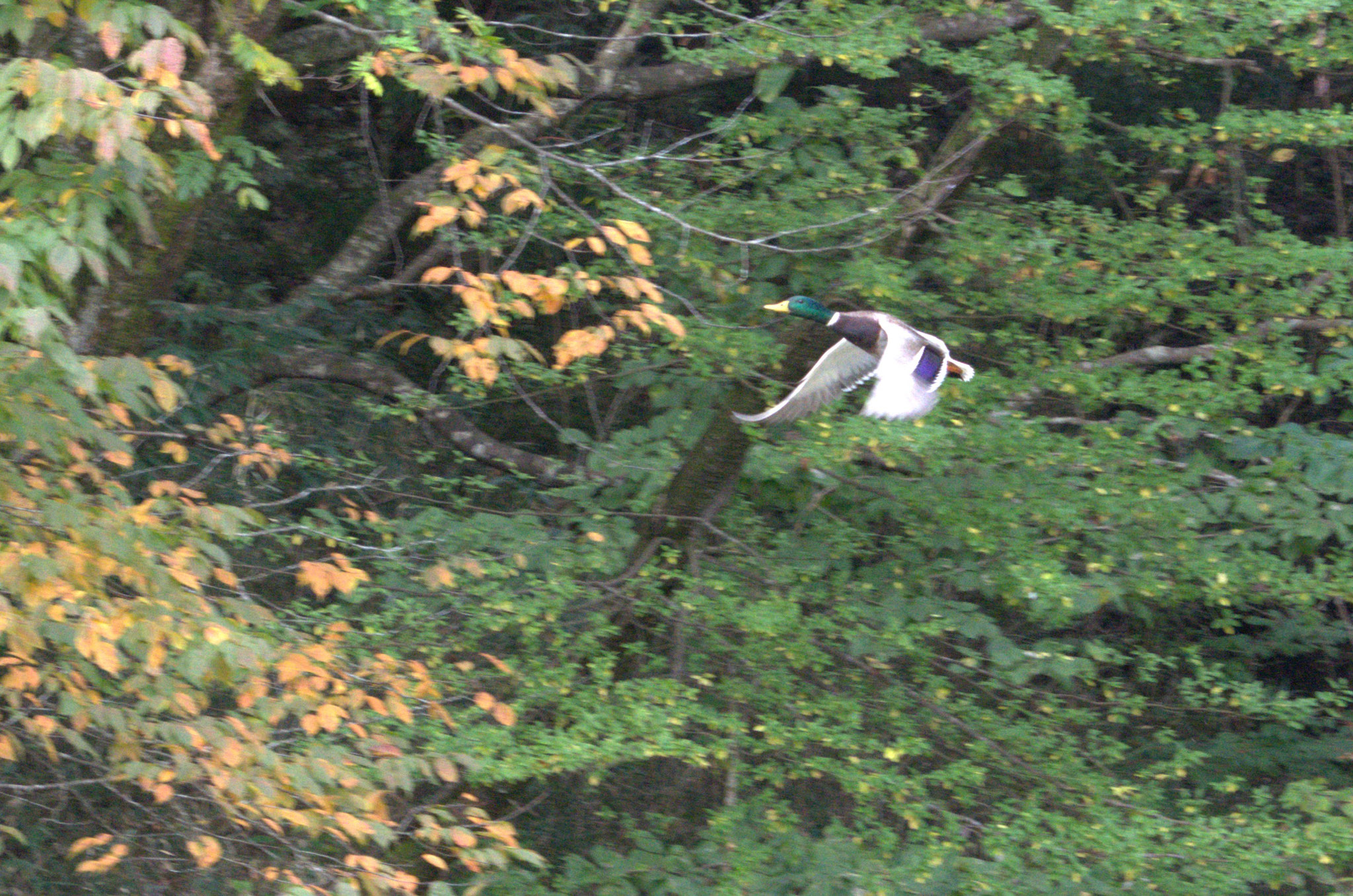 冬鳥　マガモの飛翔