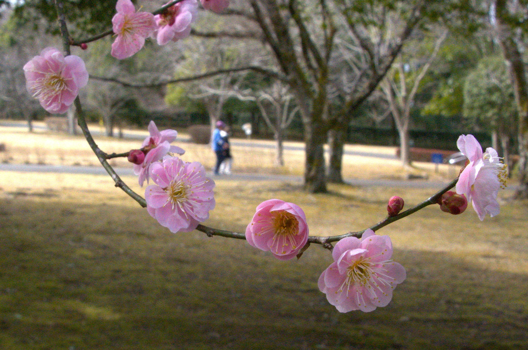 ほのかに梅の香　公園の散歩