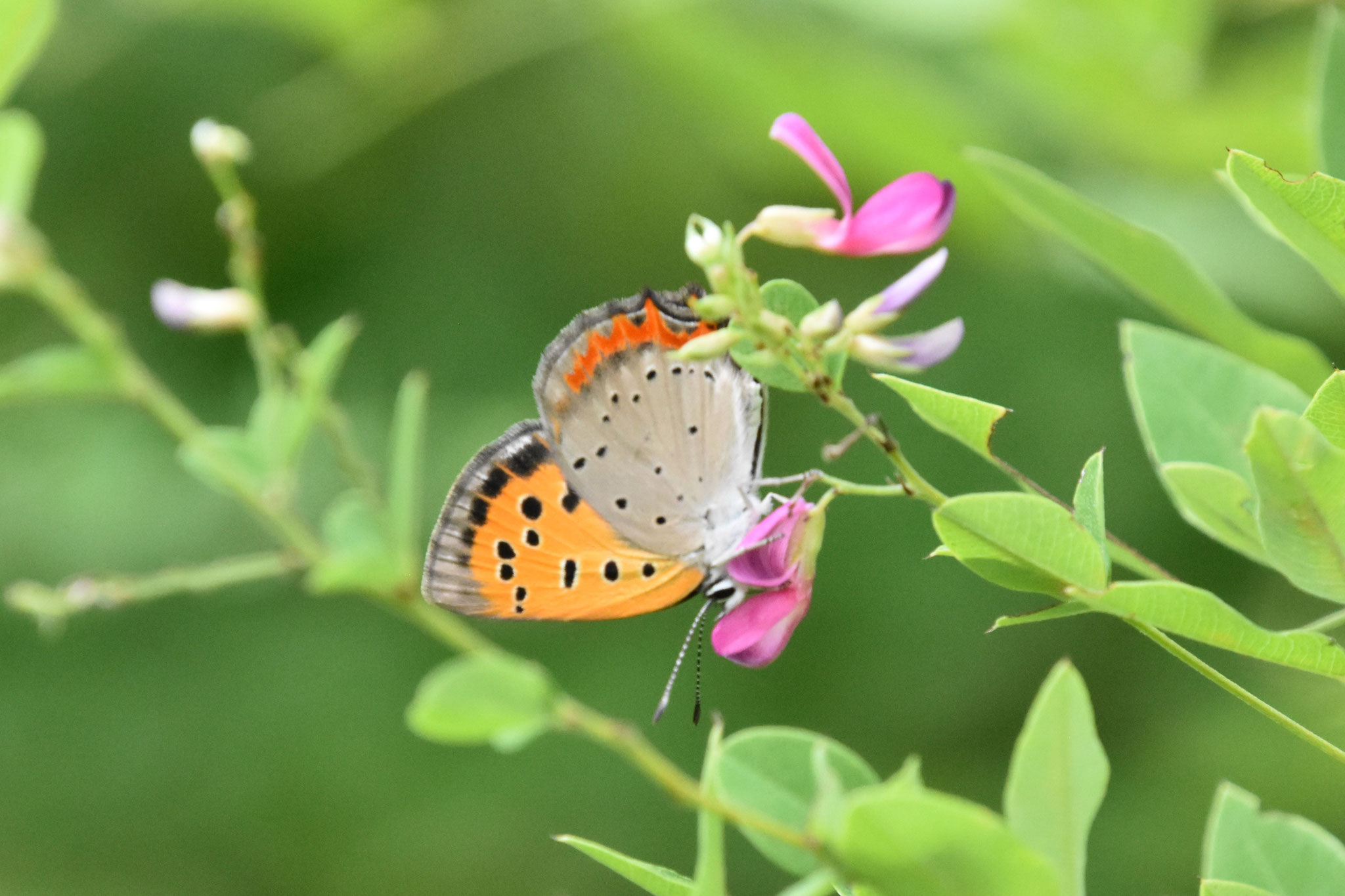 咲き始めた萩の蜜を吸うベニシジミ
