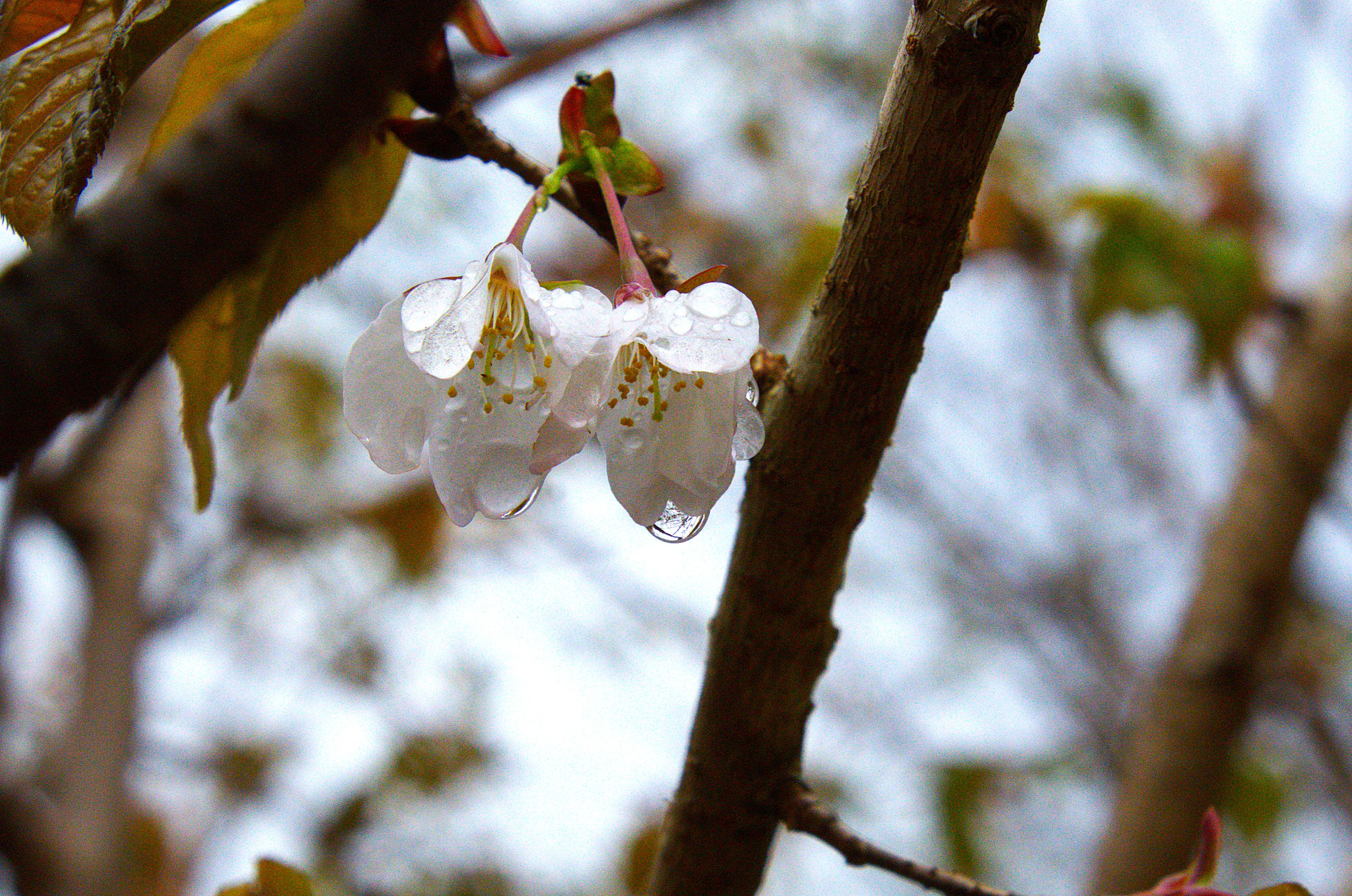 花時雨に花弁を濡らすヤマザクラ