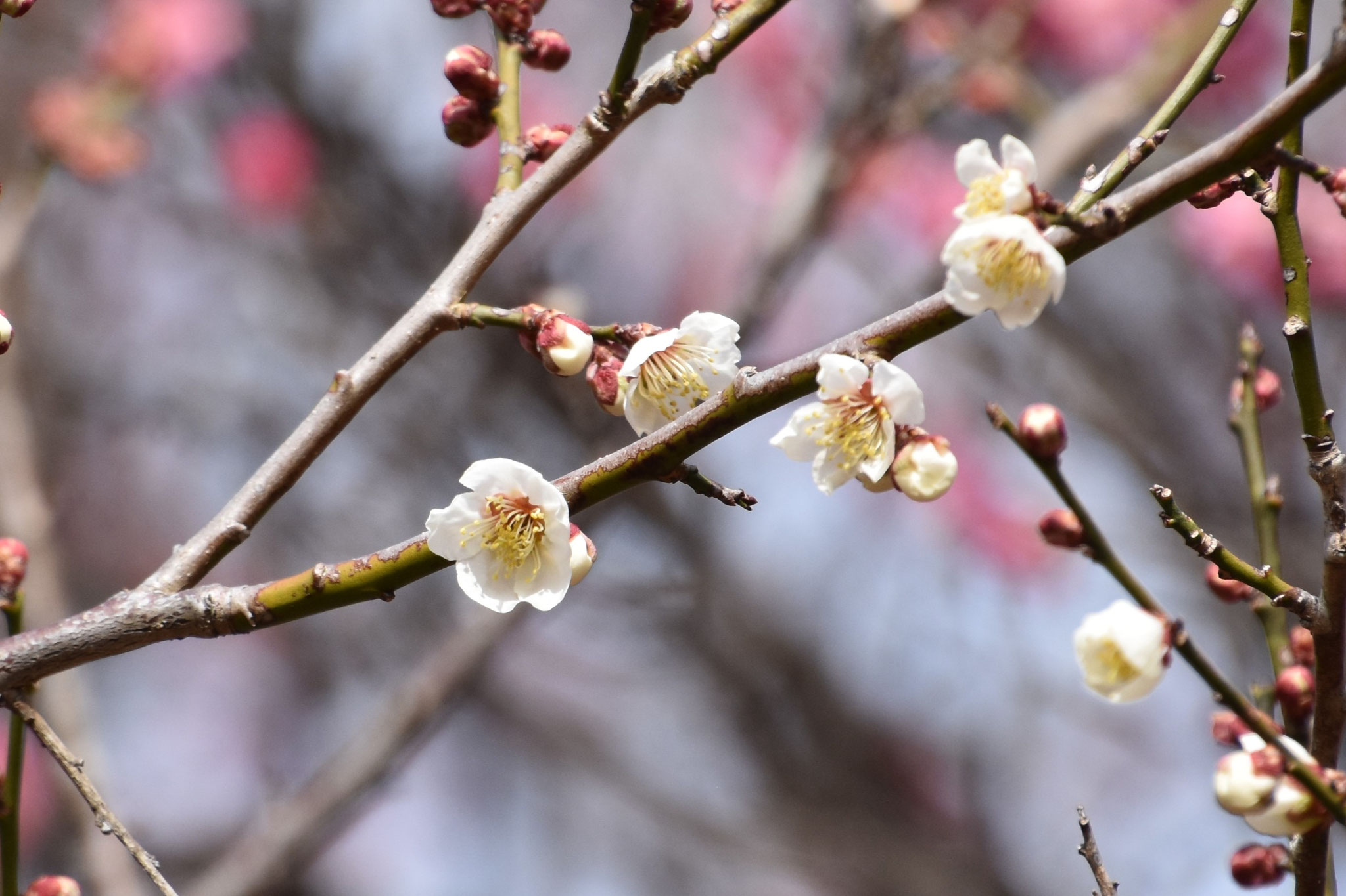 紅梅に続き白梅も見ごろに