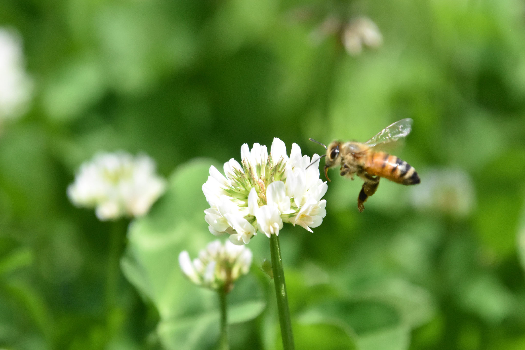 シロツメクサの蜜を吸いに来たミツバチ