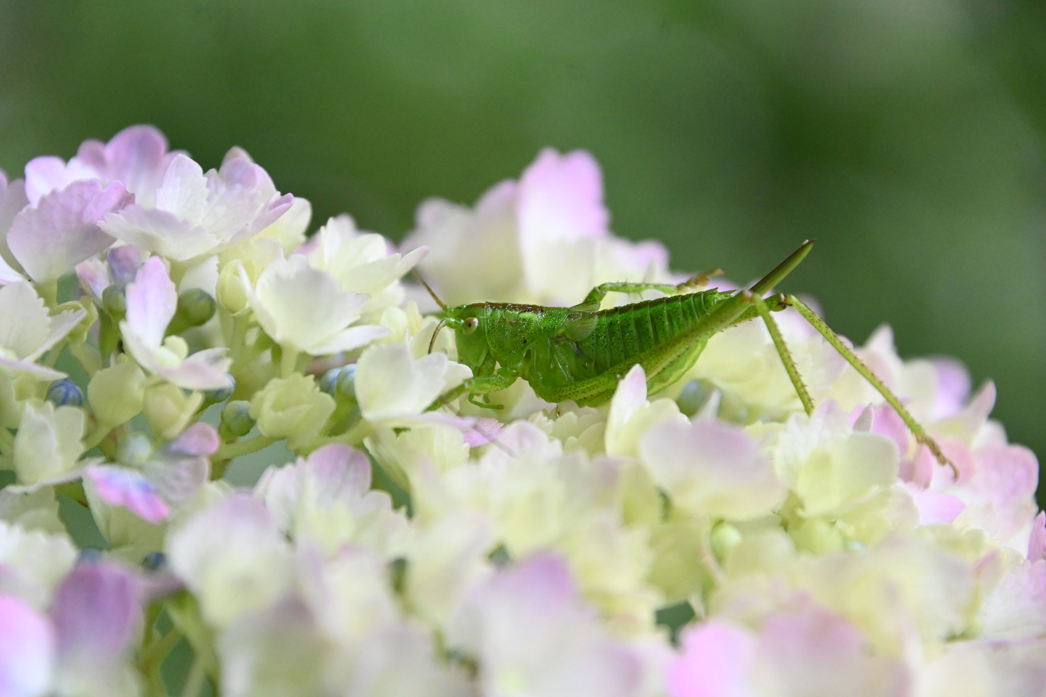 アジサイの花をベッドにバッタの幼虫