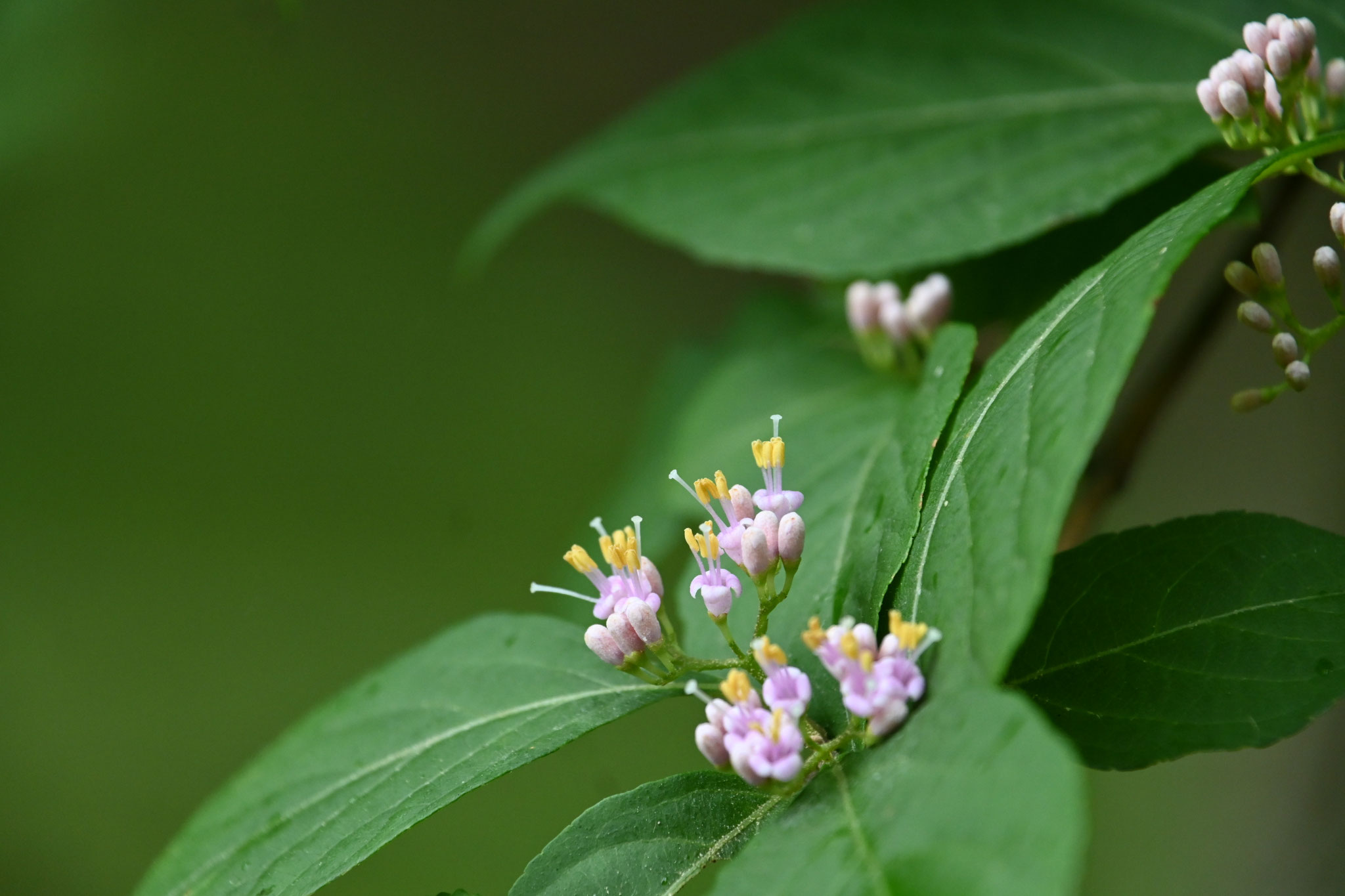 可憐にひそやかにムラサキシキブの花