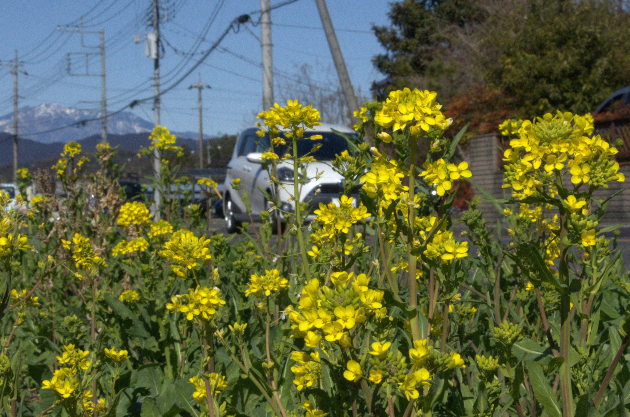 山に雪　野には菜の花