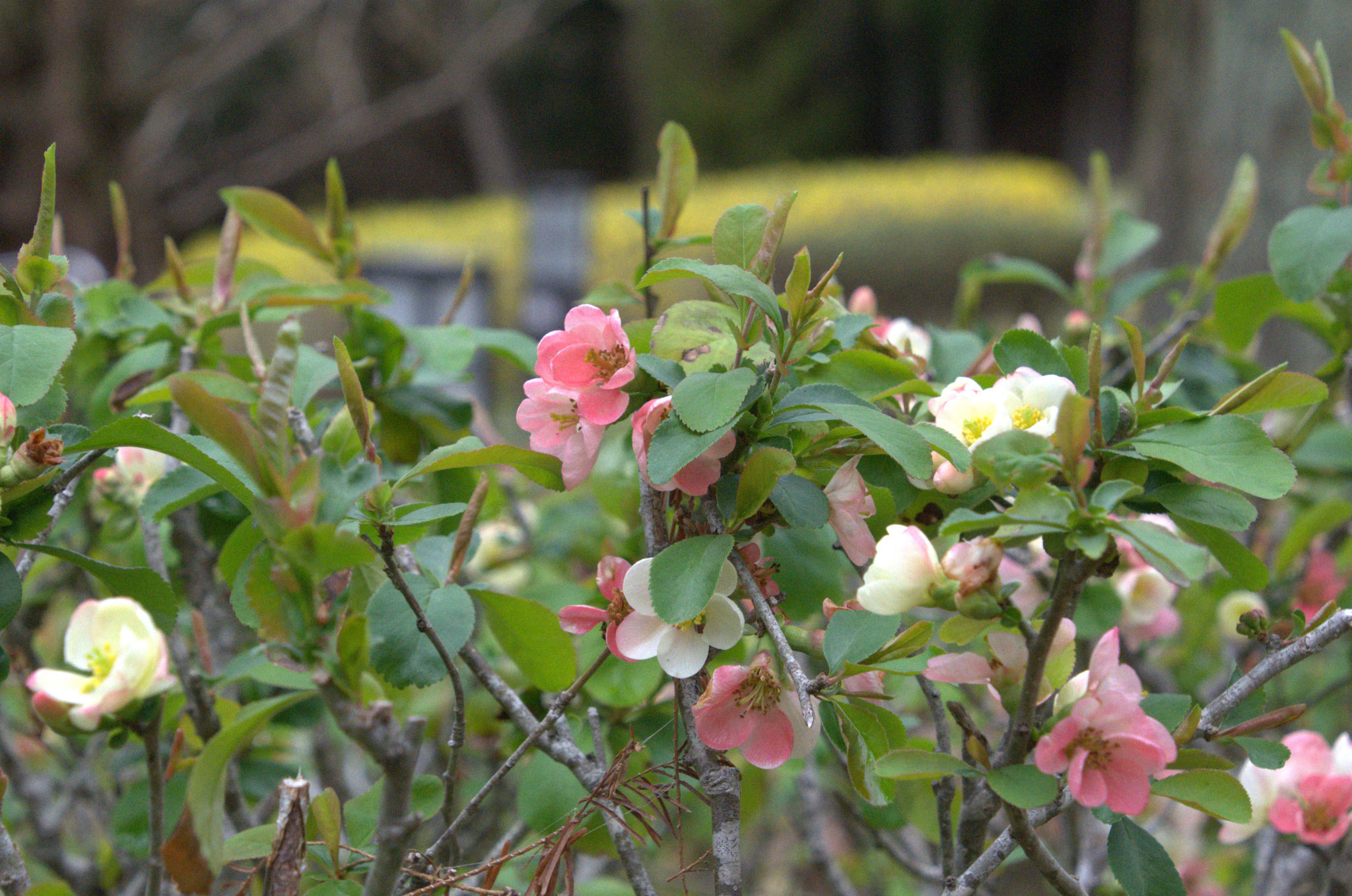 薄いピンクと白　ボケの花も可憐