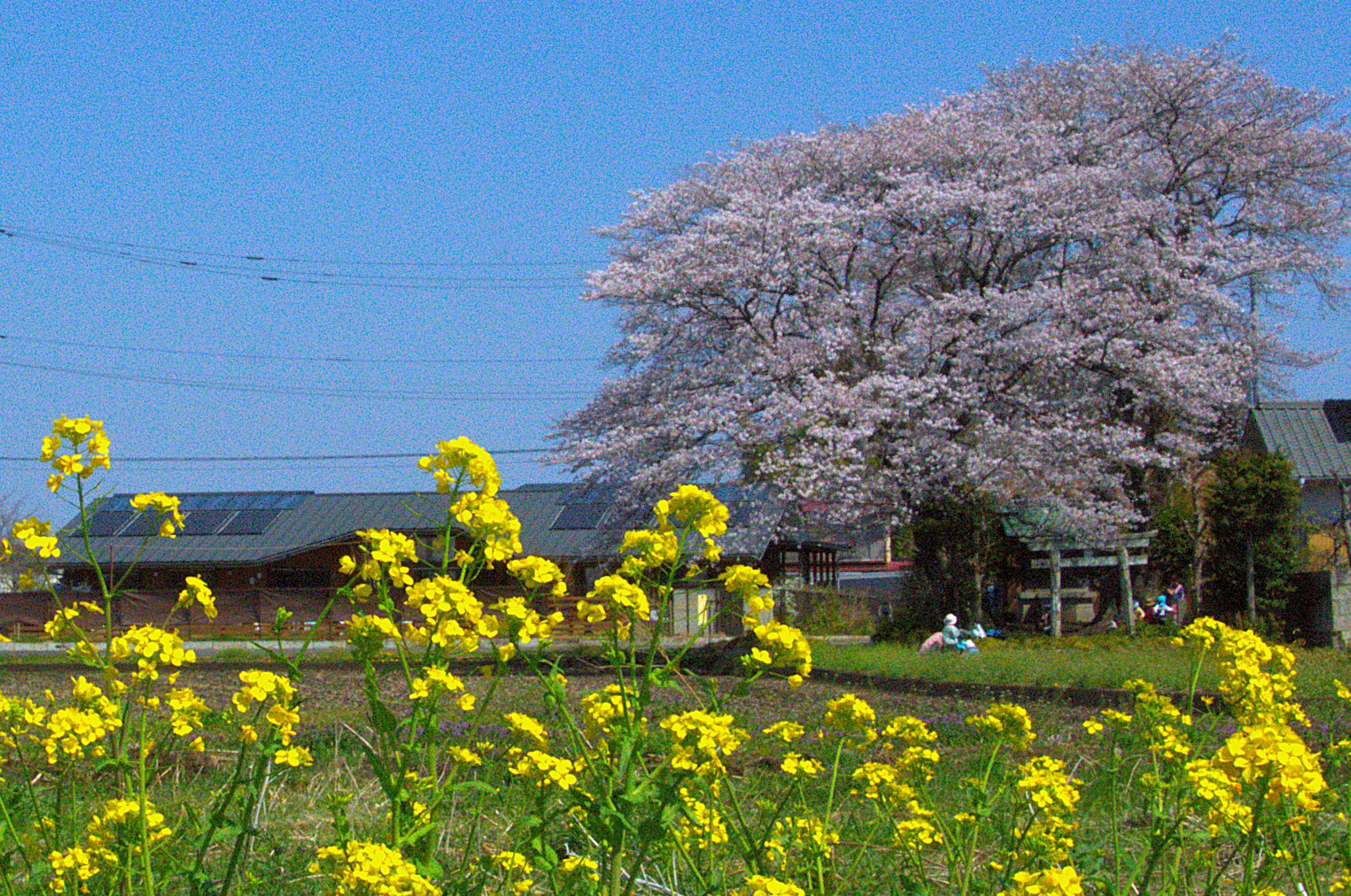 春うらら　満開の桜と菜の花