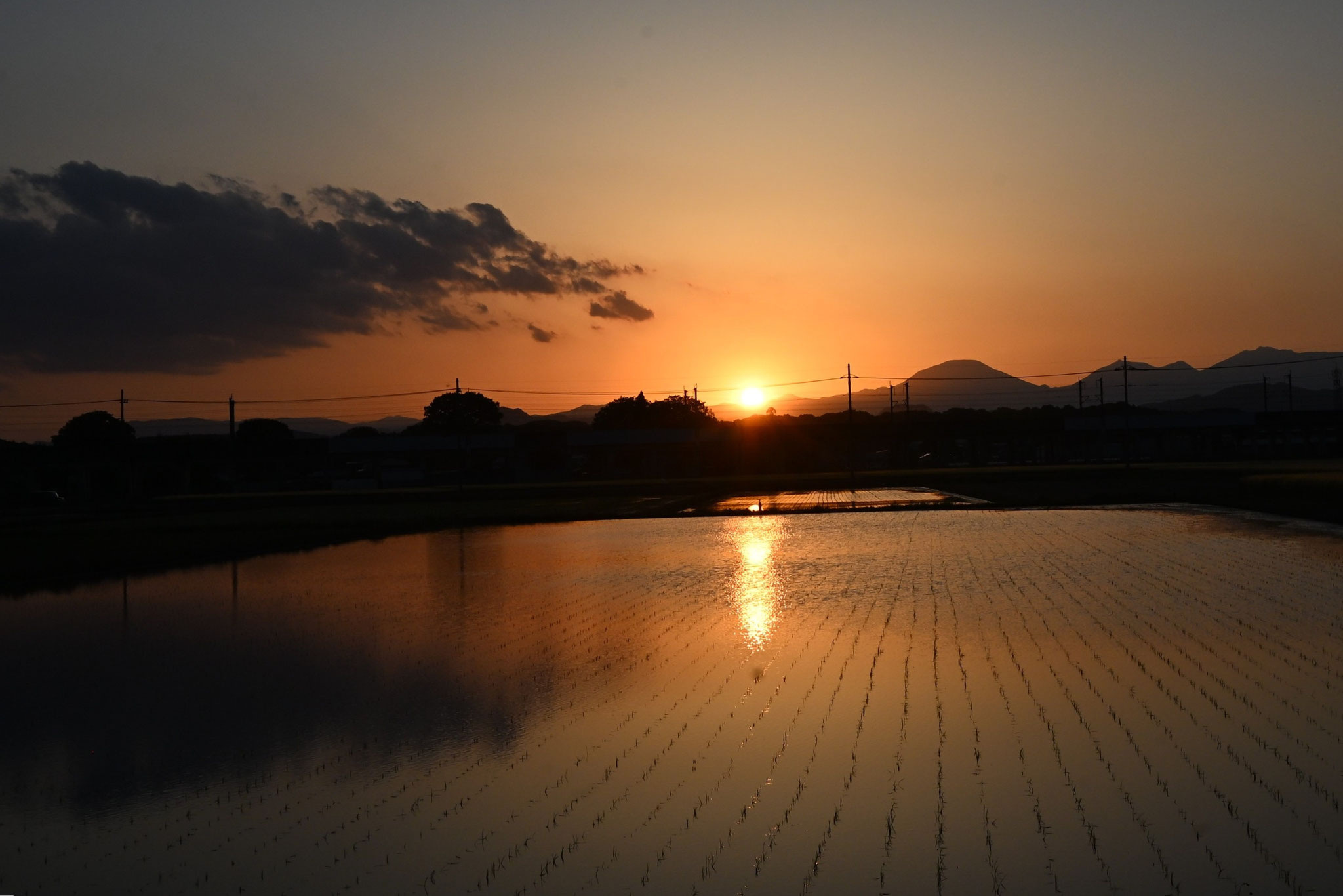 田植え後の田んぼに映る沈みゆく夕陽