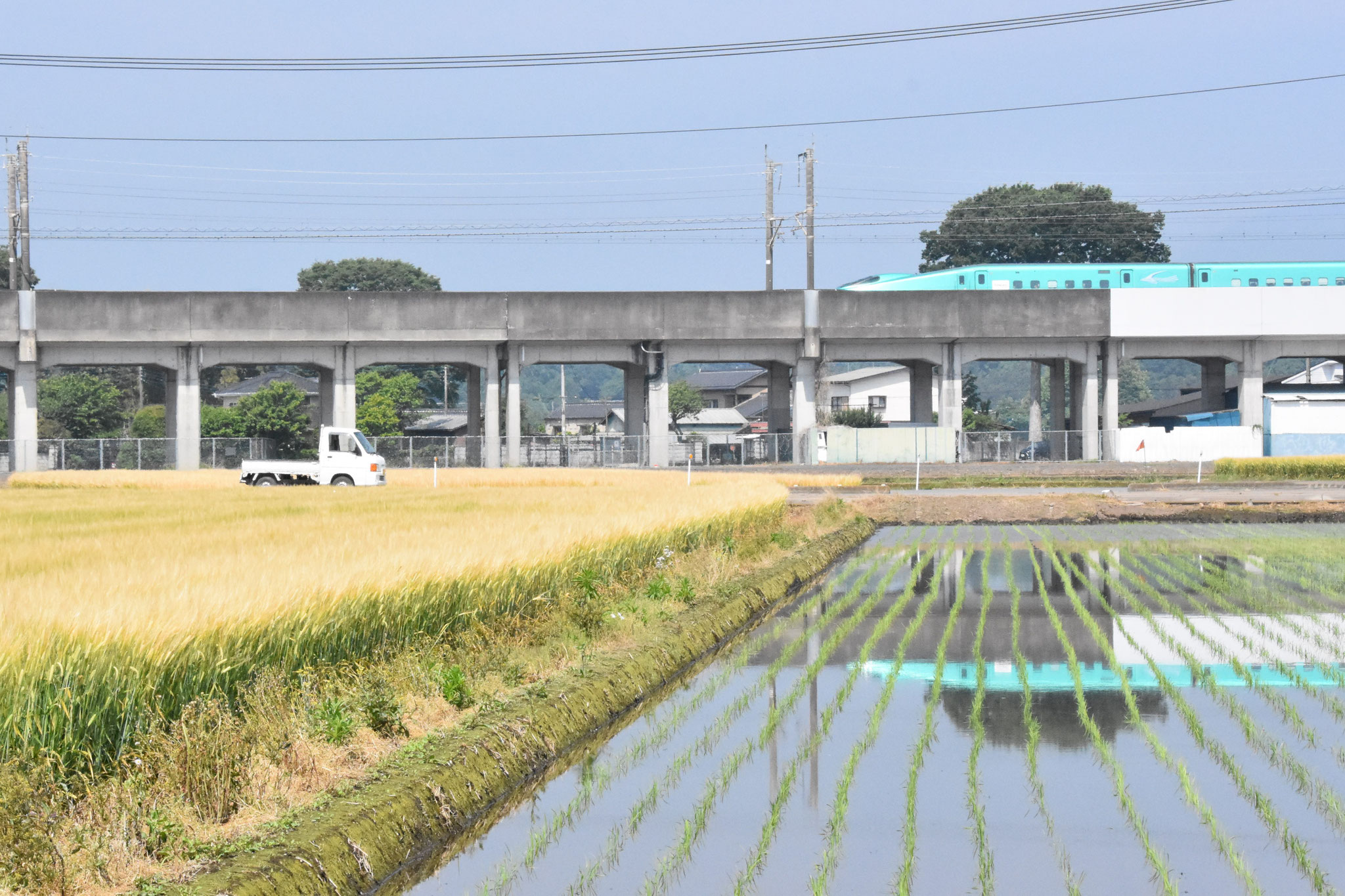 早苗田から麦秋へゆたかなさと豊郷