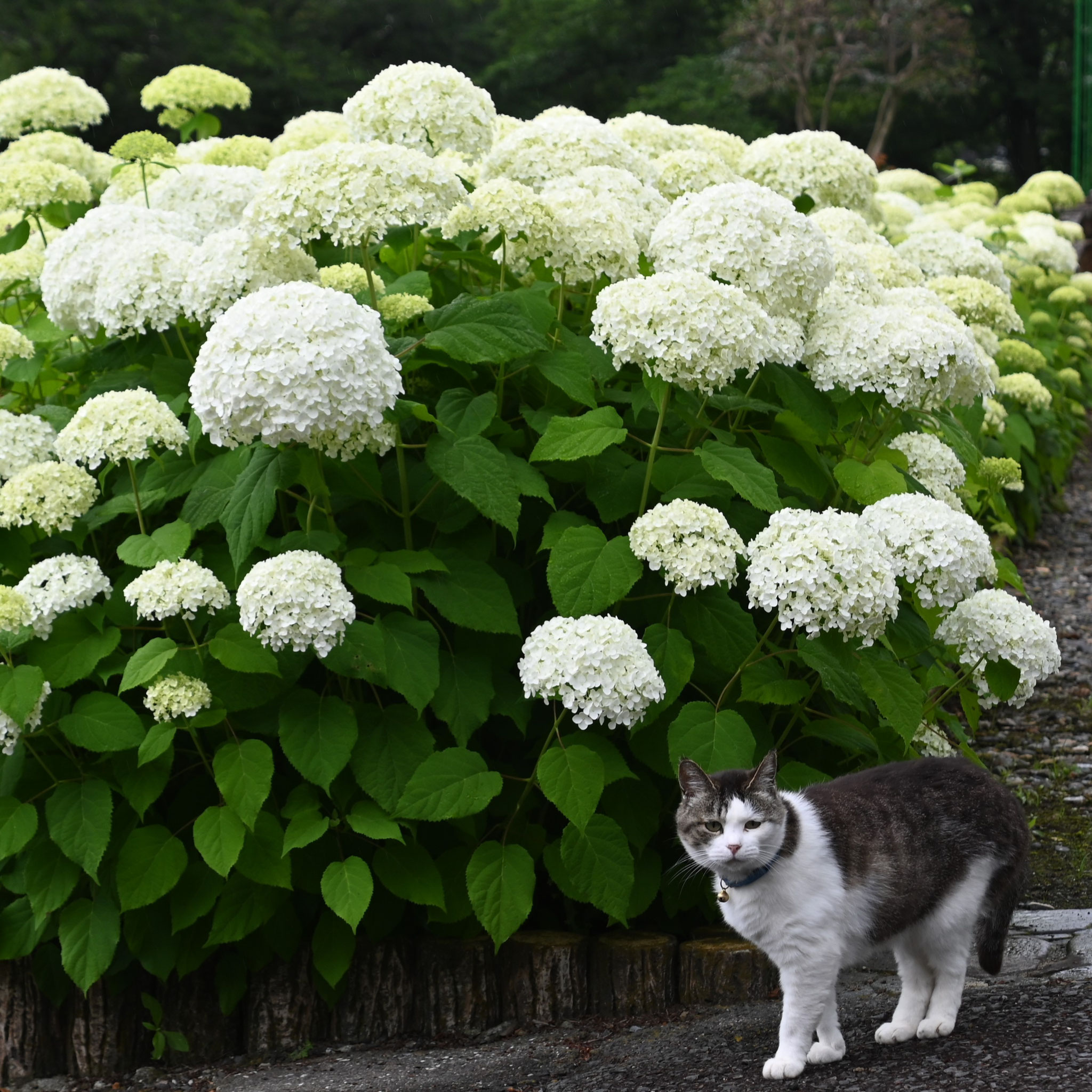 アジサイをバックにカメラ目線の猫