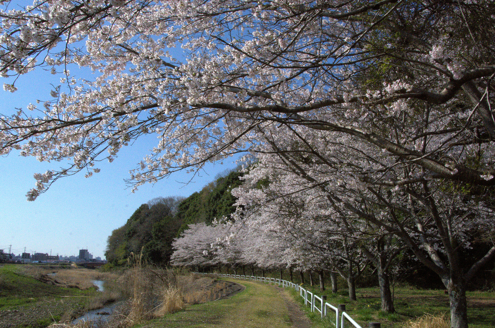 田川沿いに桜並木の公園