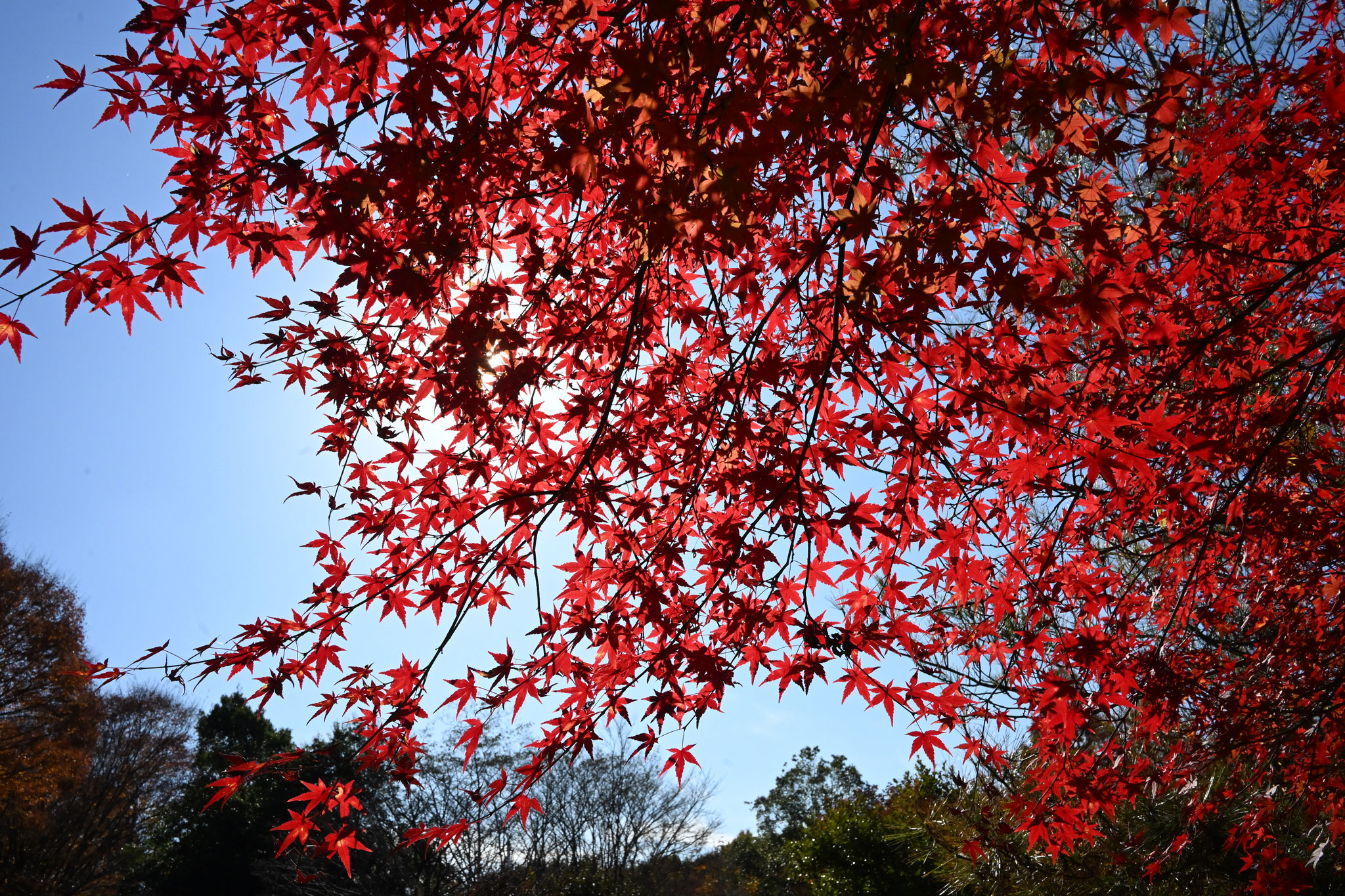 鮮やかに秋を主張する長岡公園の紅葉