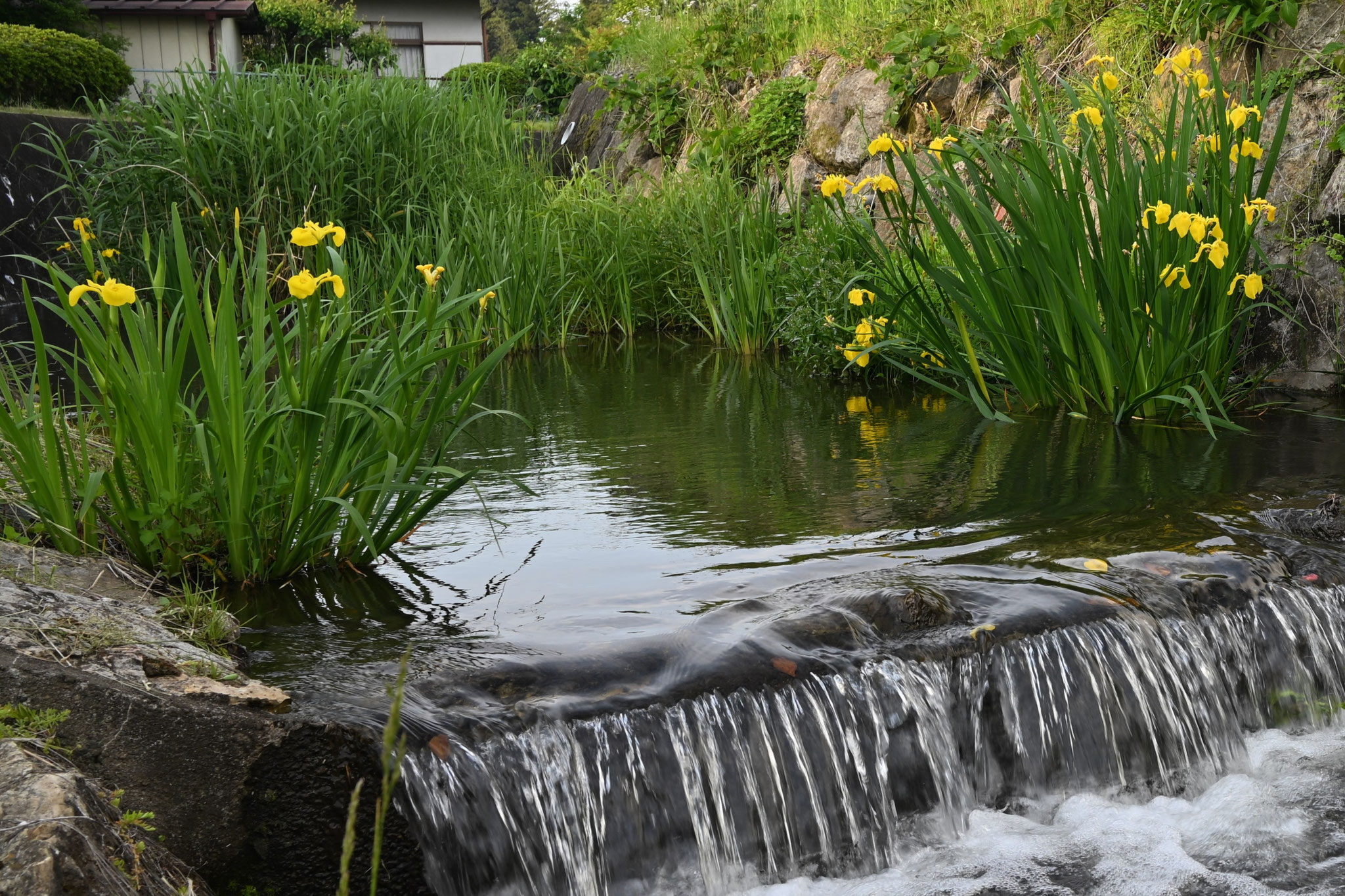 水辺に色鮮やかなキショウブ