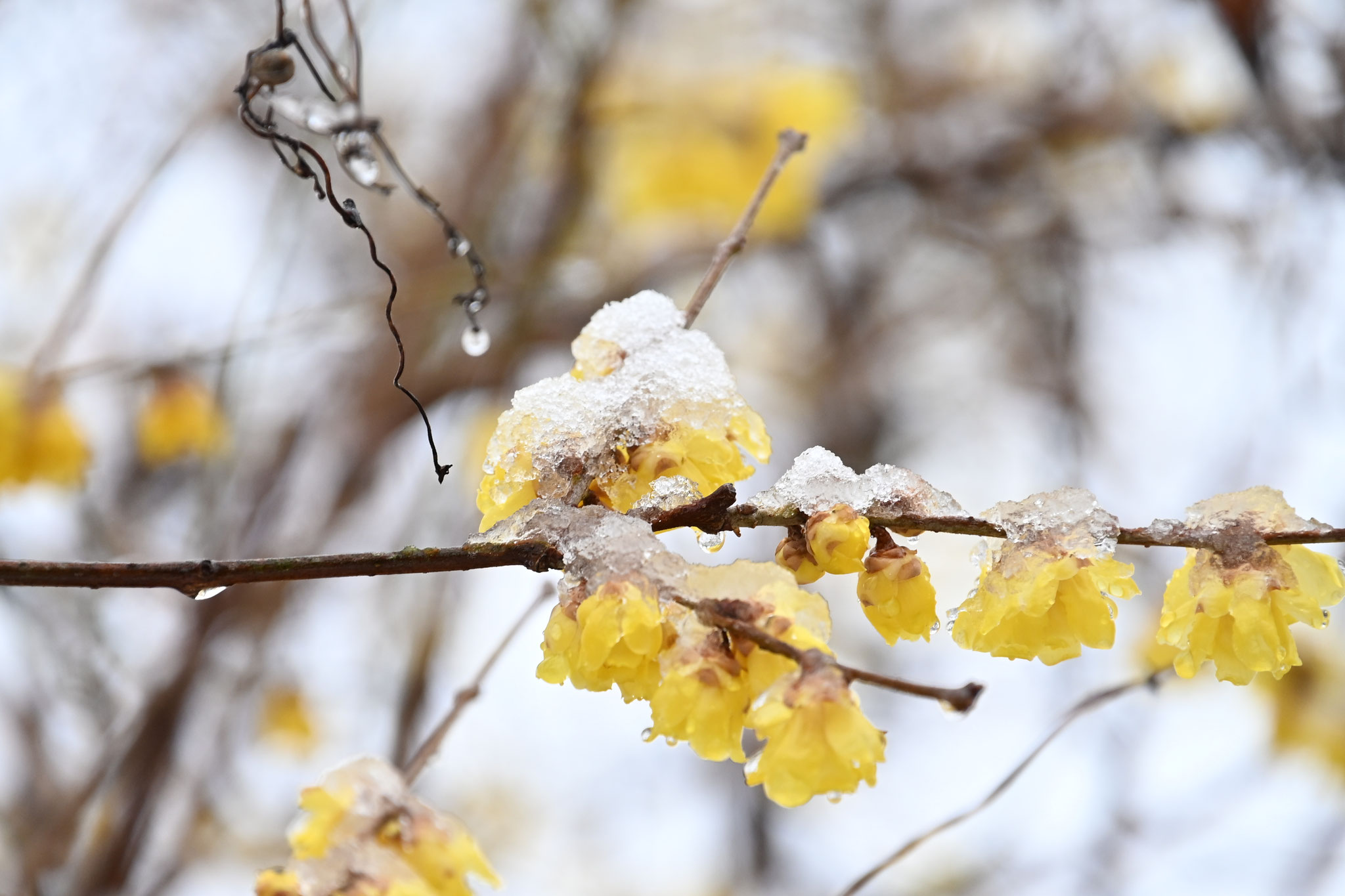 雪をかぶり凍てつくロウバイの花