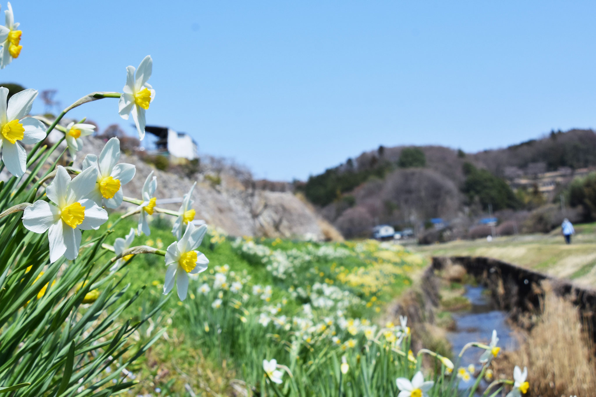 一侍川の土手には水仙が満開