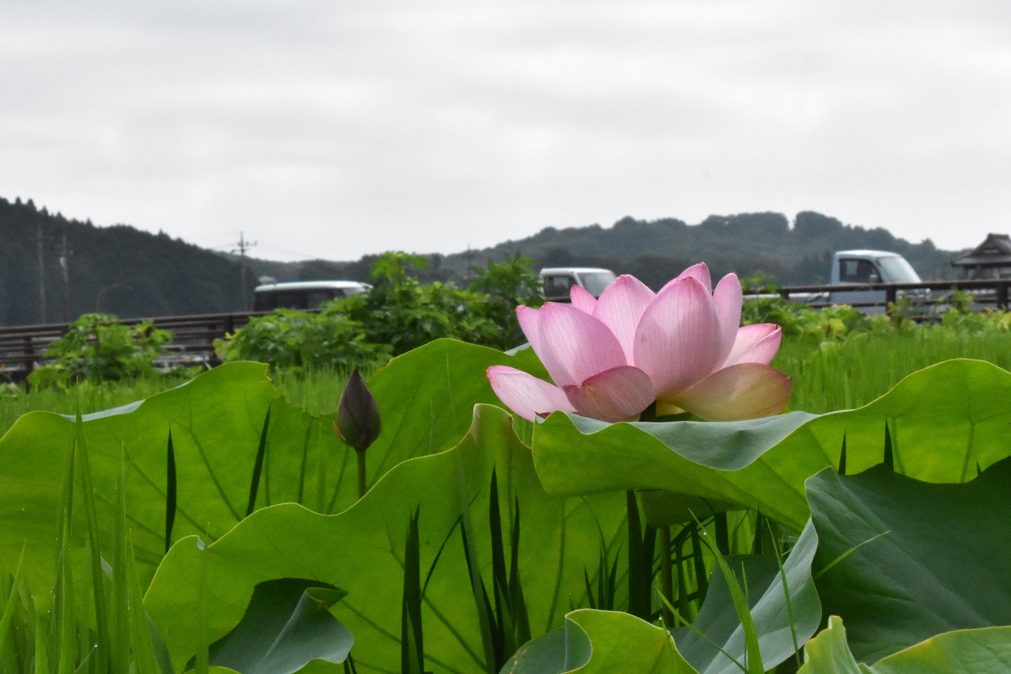 朝日を浴びて開くハスの花