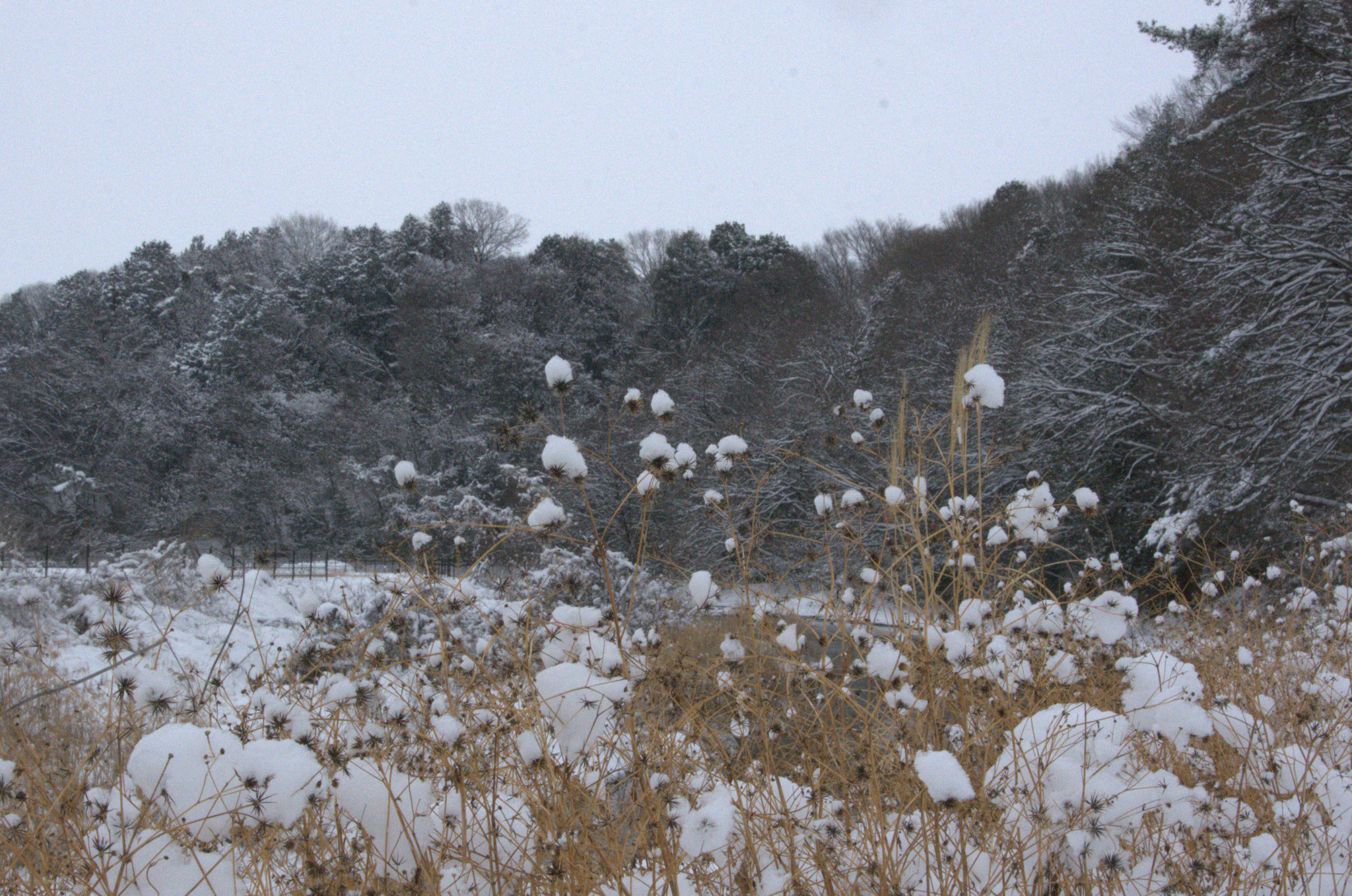 河原には枯草が雪の綿帽子