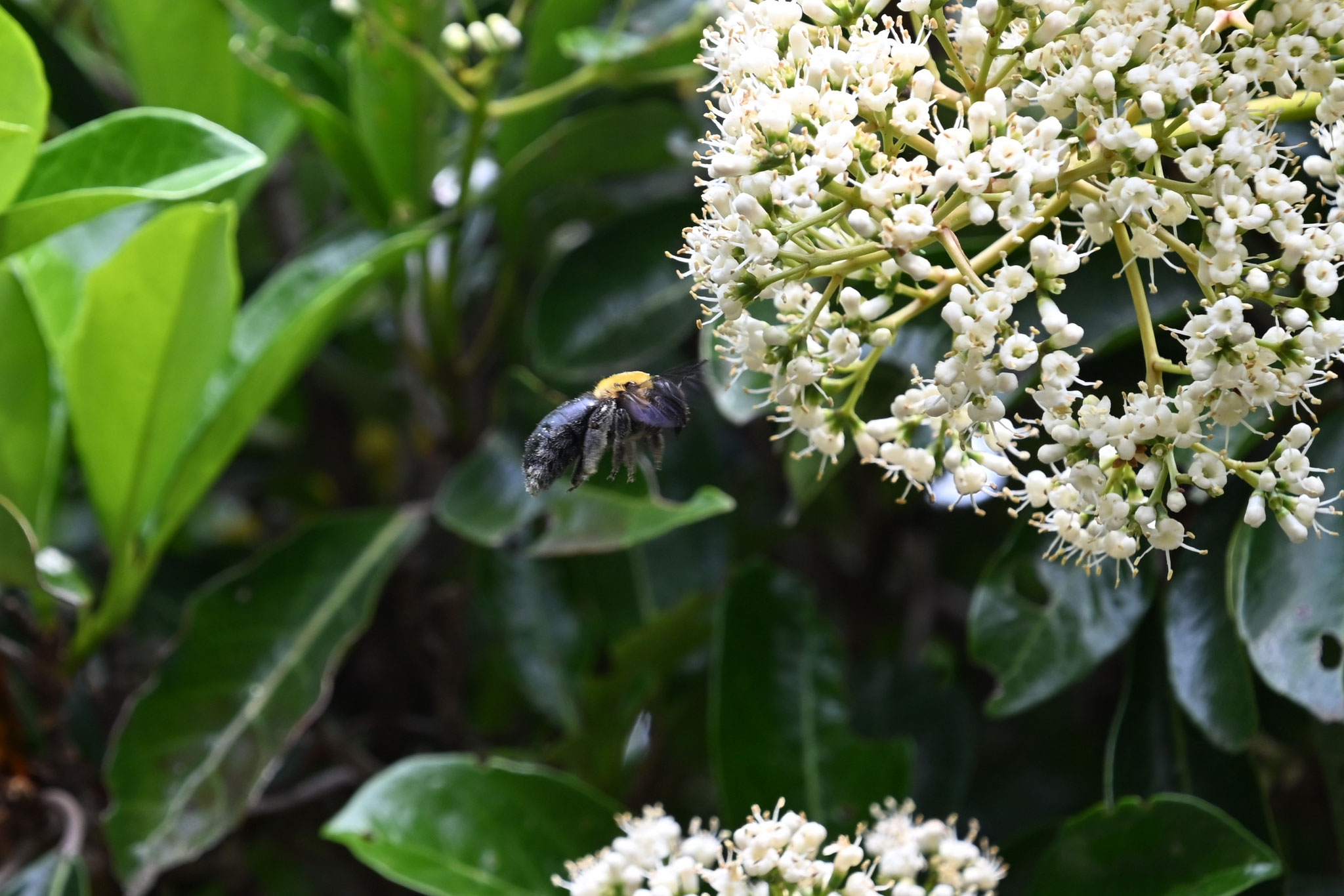 ハクサンボクの花の蜜を吸うクマバチ
