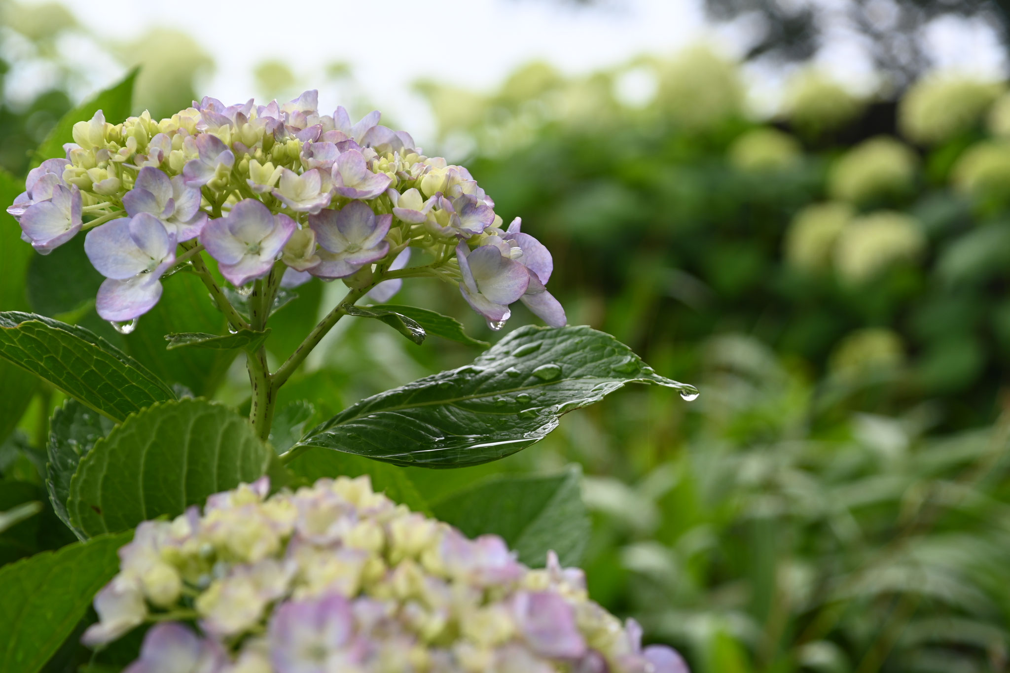 梅雨に打たれるアジサイの花