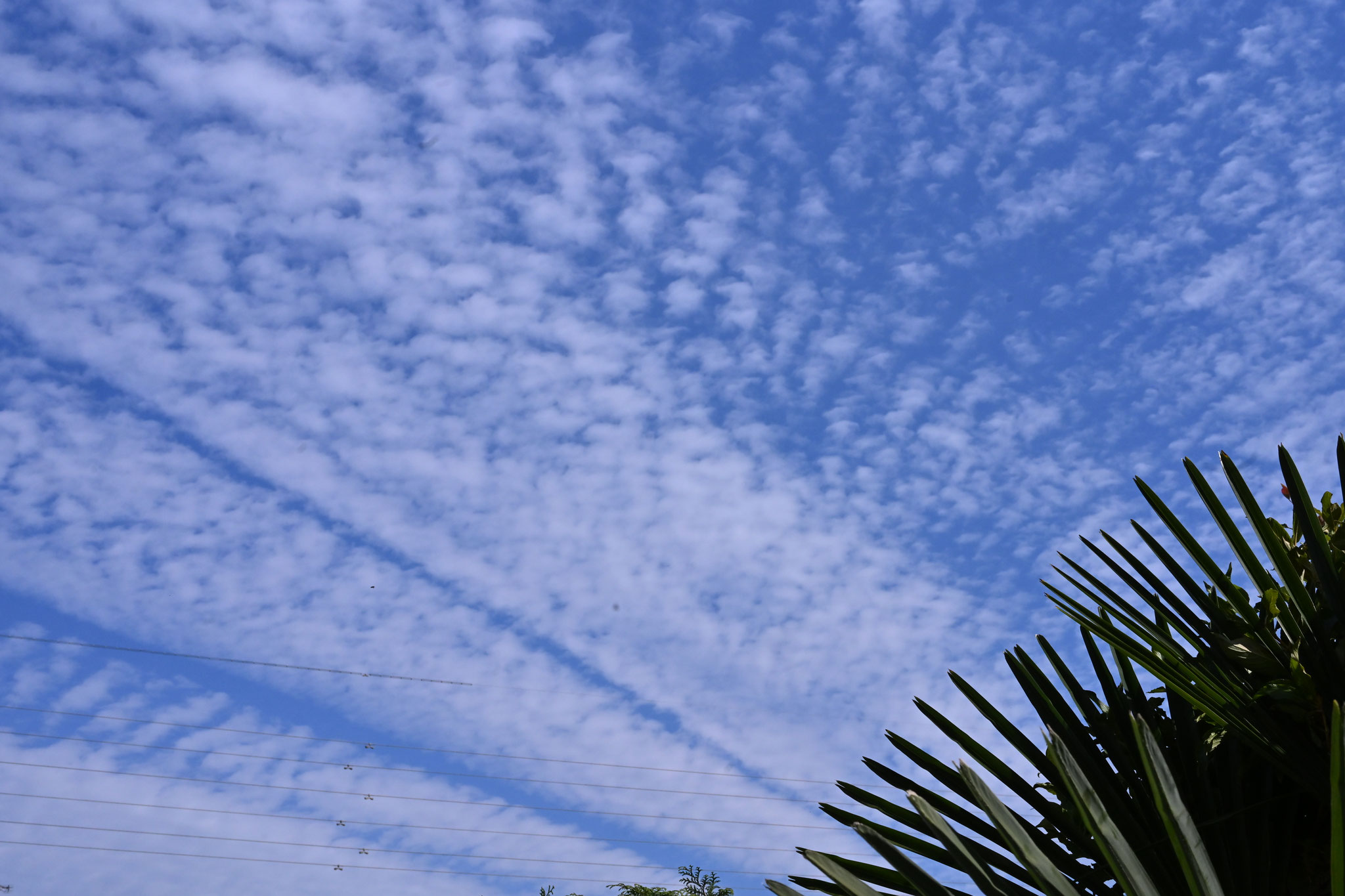 秋の空いっぱいのうろこ雲