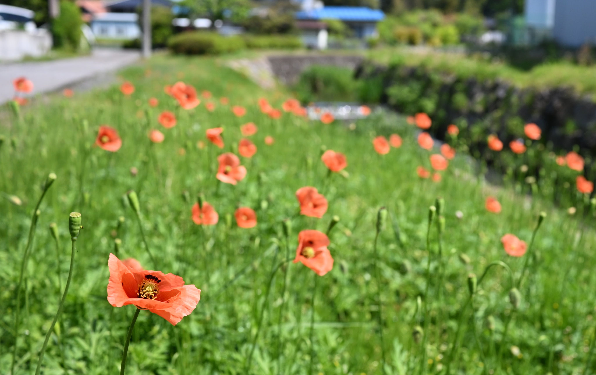 オレンジ色がきれいなナガミヒナゲシ（有害植物です。触らないように）