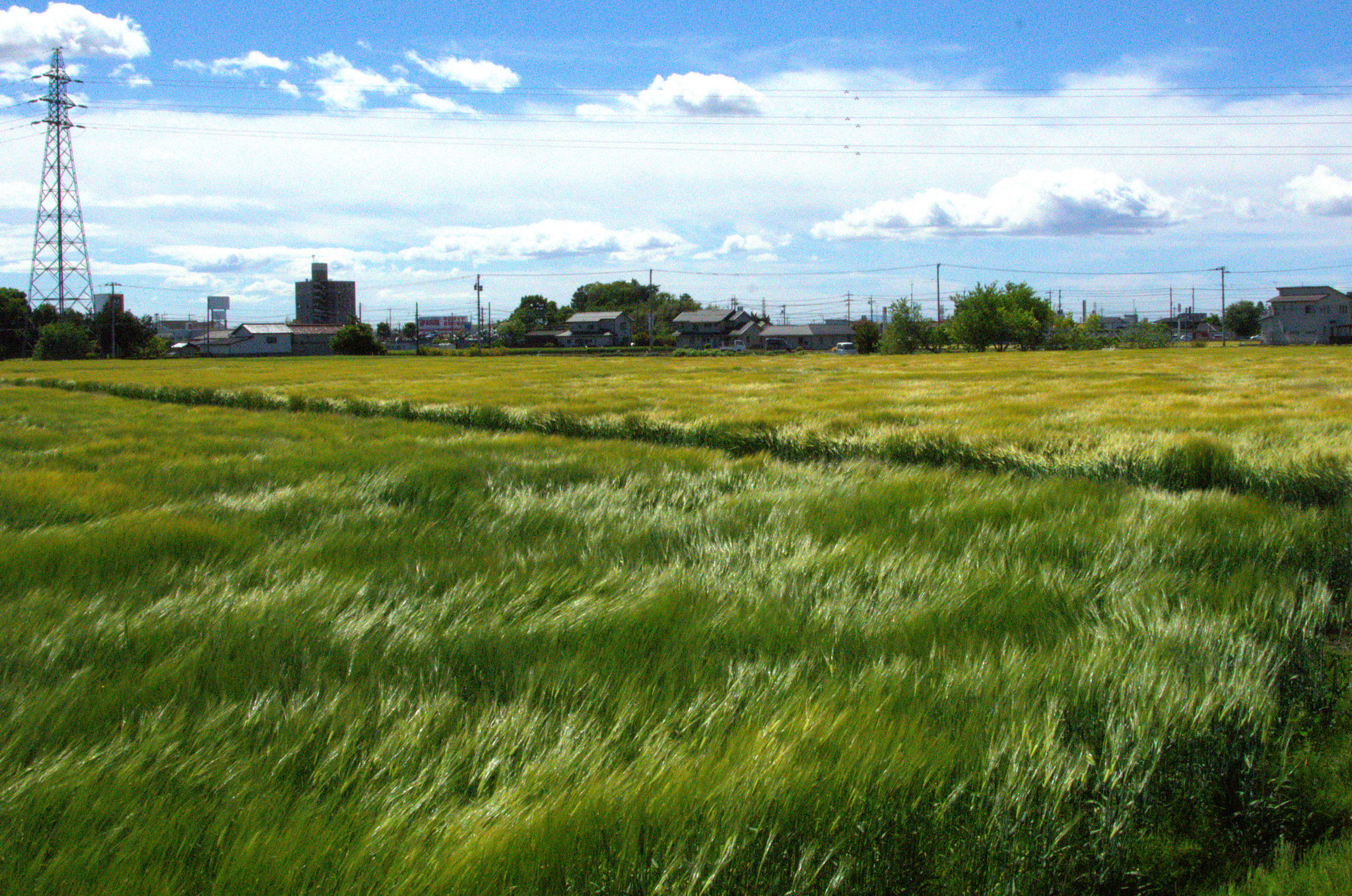 田園を吹き抜ける麦嵐