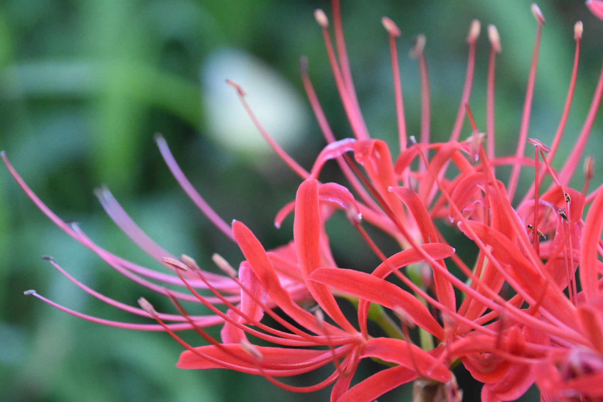 曼殊沙華は、サンスクリット語で天界に咲く花の意味