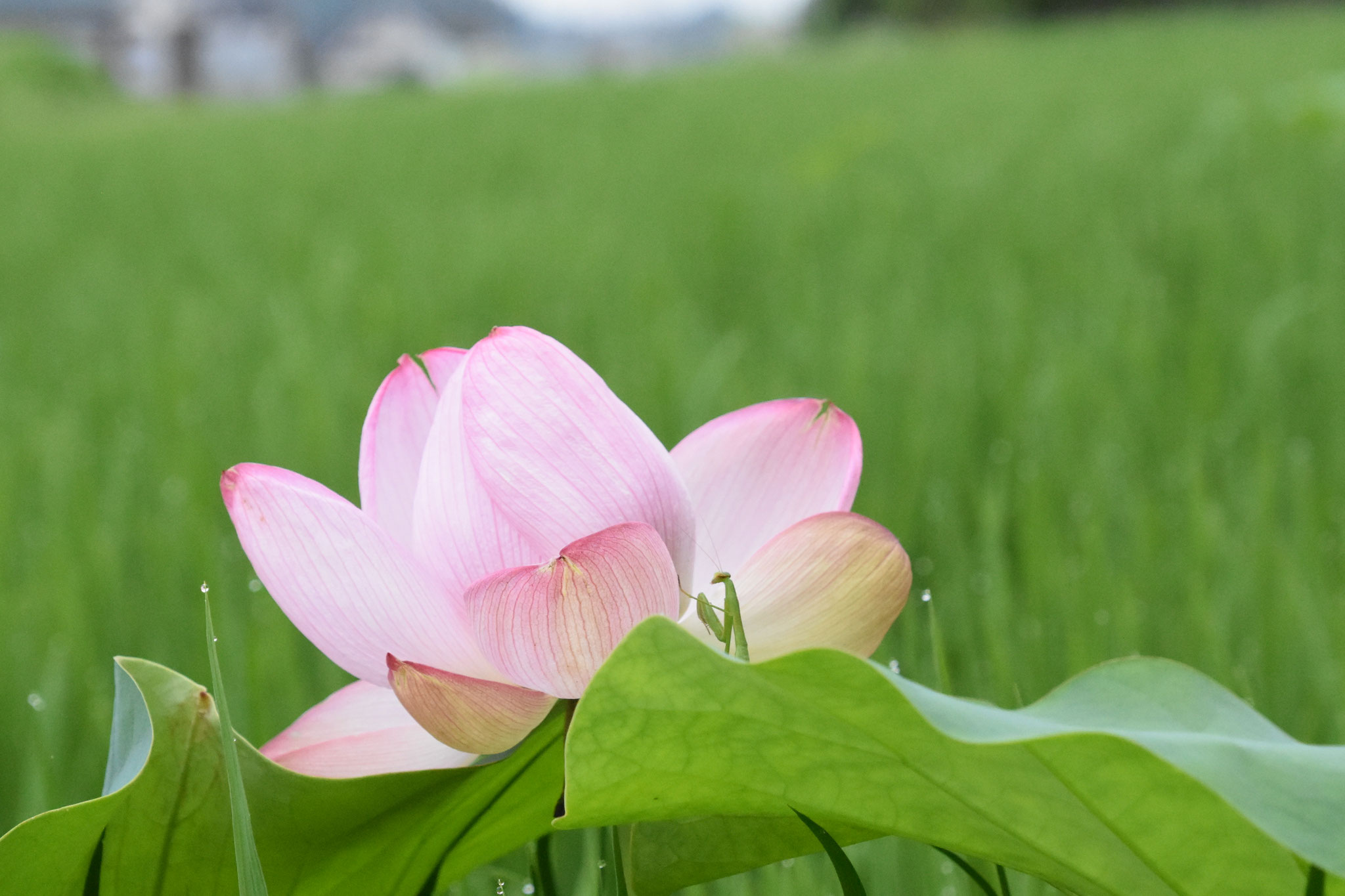 ハスの花の陰に潜むカマキリ