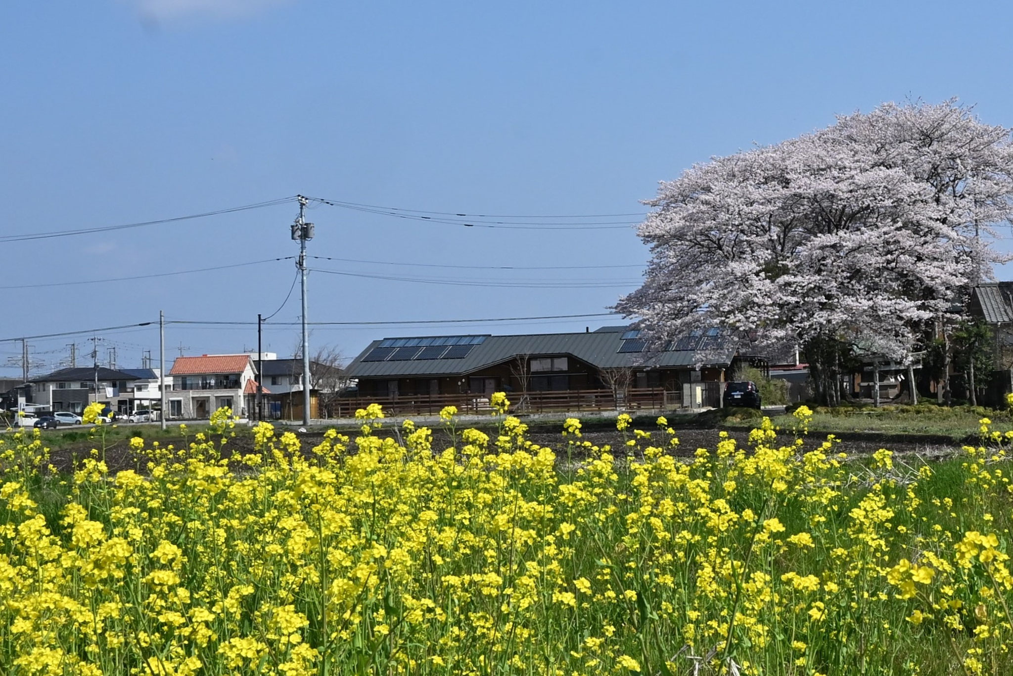 菜の花と桜　春の共演
