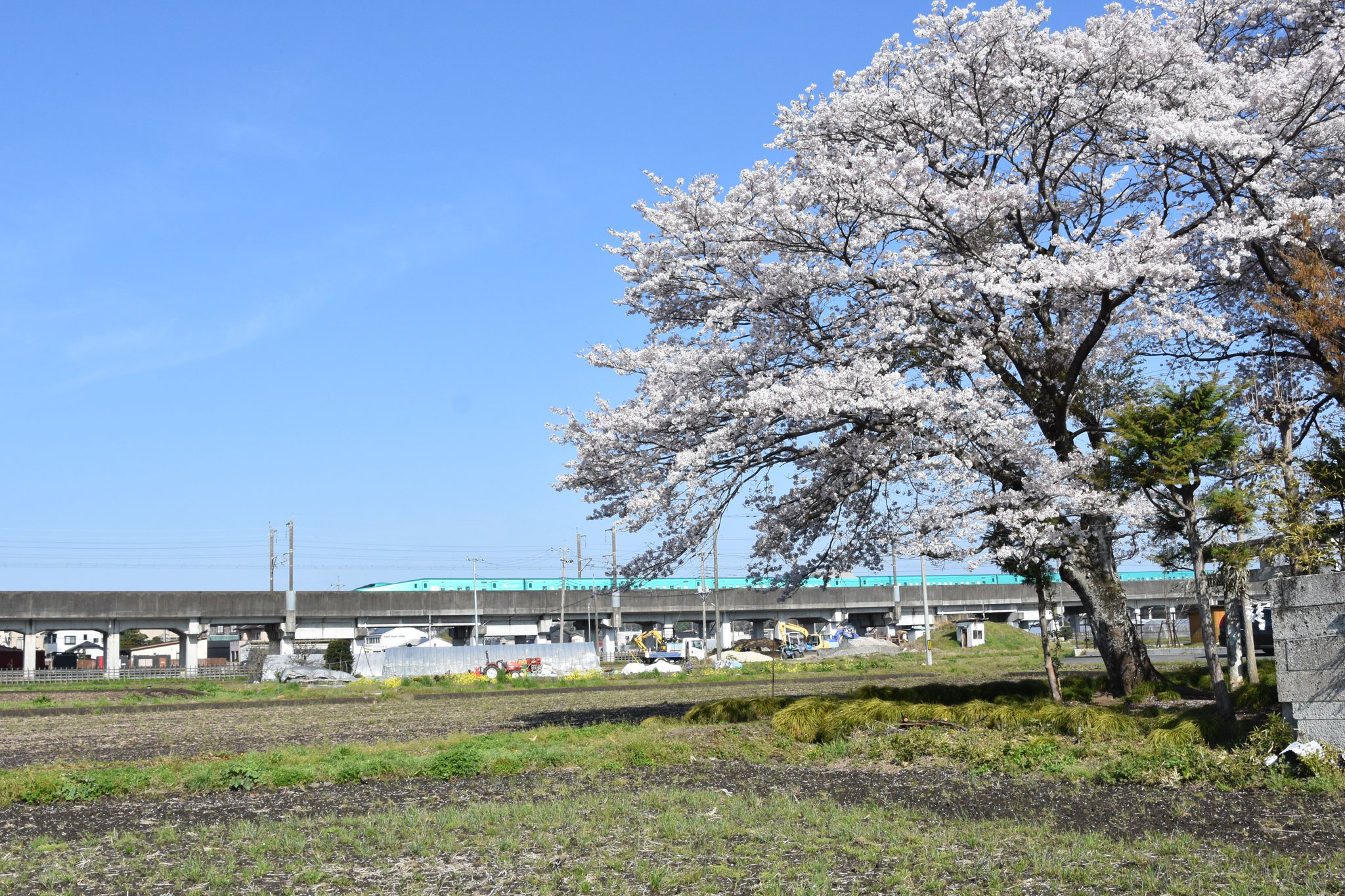 郷のサクラ　満開