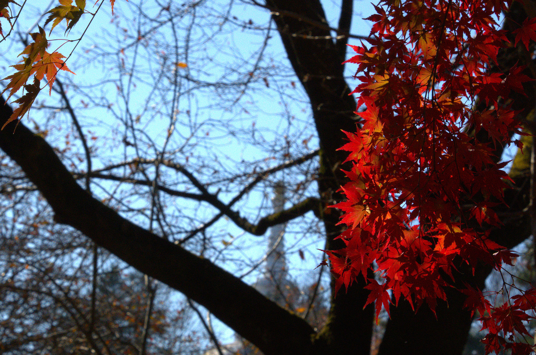 晩秋の紅色　名残のモミジ