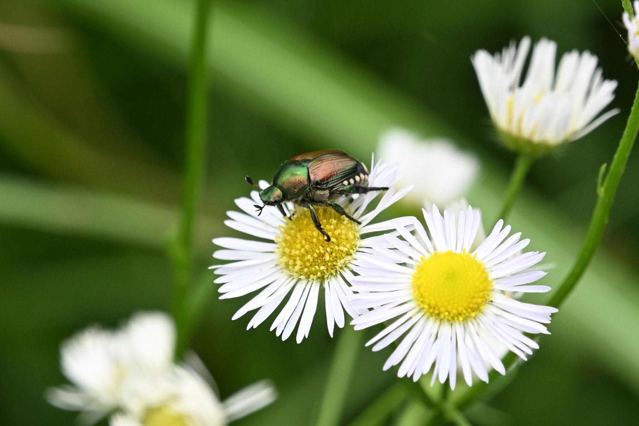 ヒメジョオンの花粉を食べるマメコガネ