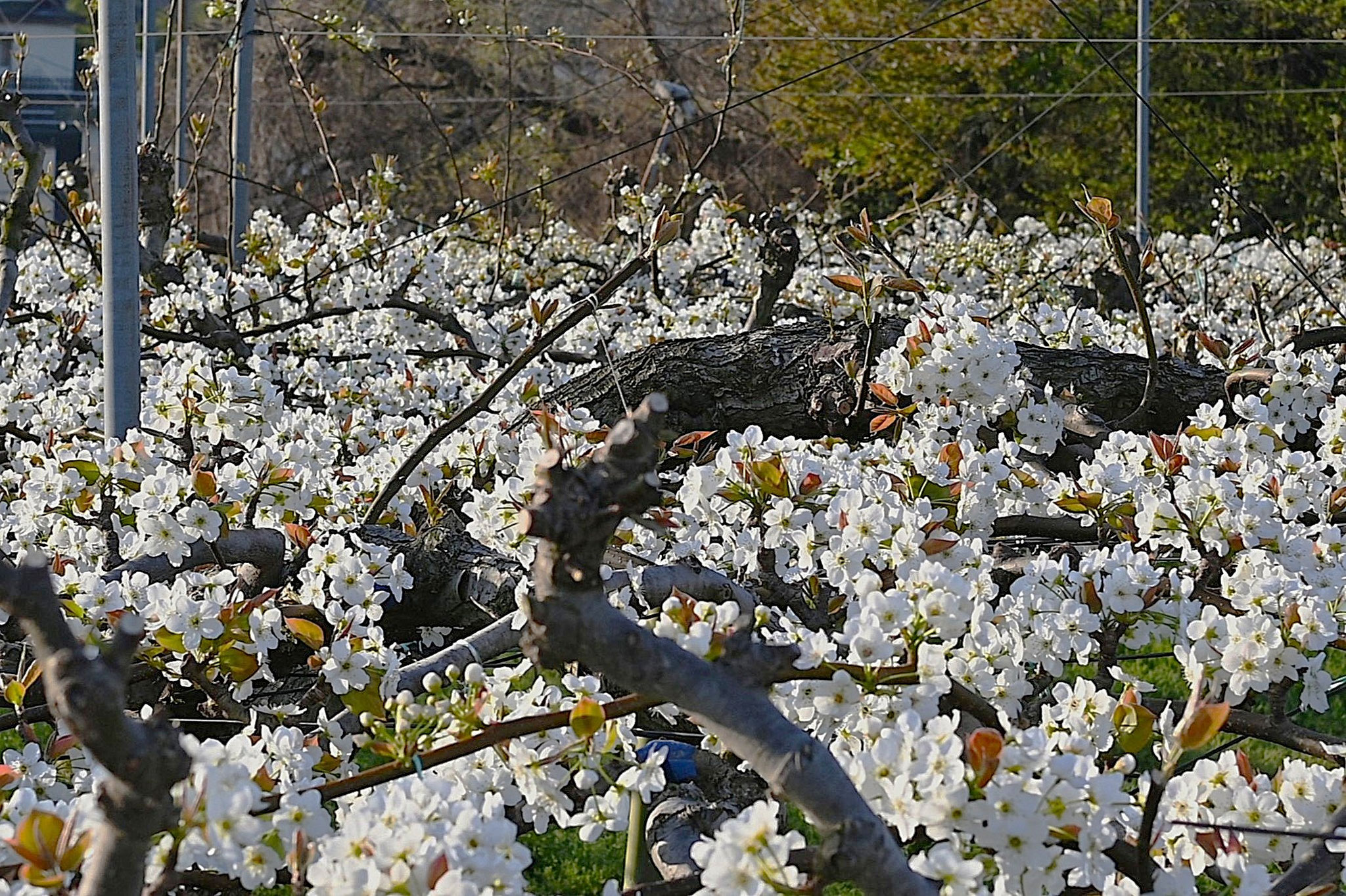 咲き誇る純白のナシの花