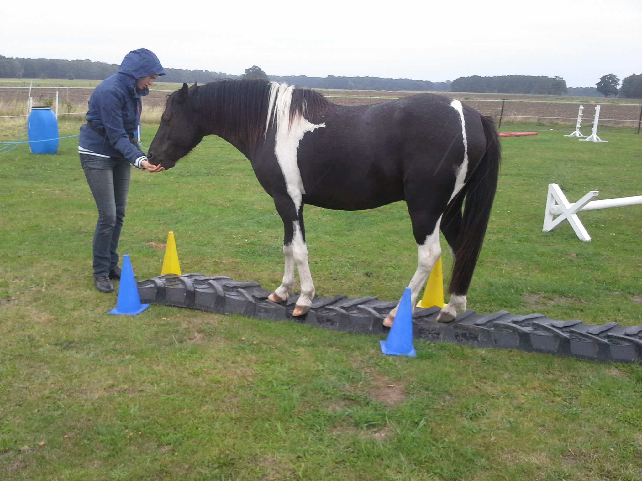 Horse Agility Prignitzponyss Webseite