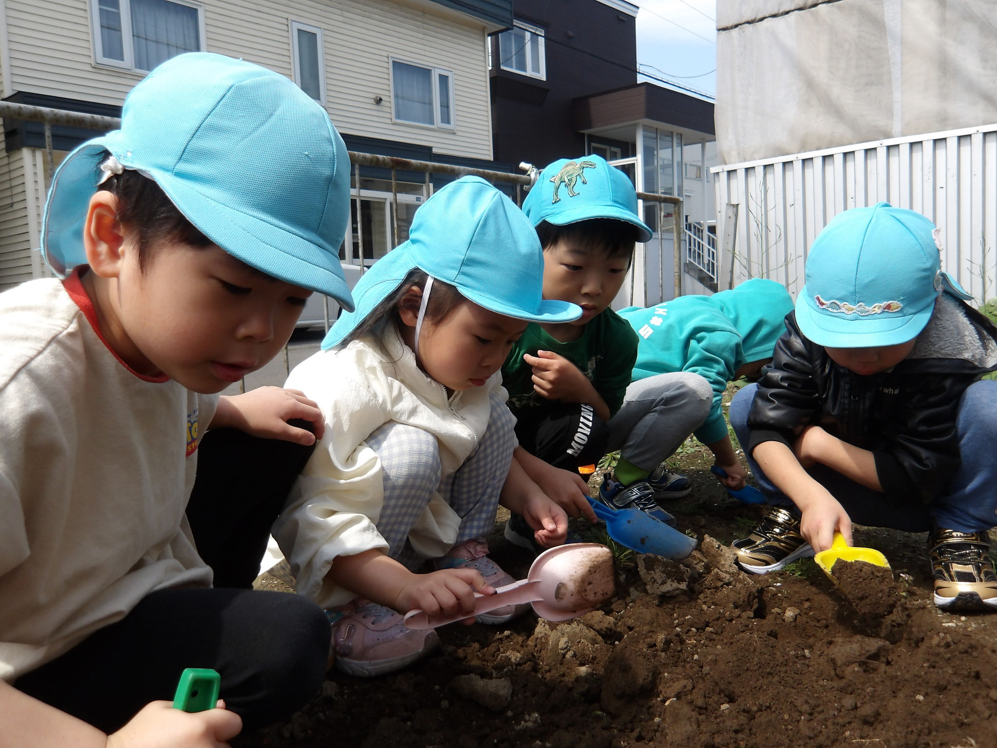 ４歳児クラス、畑の苗植えが始まりました。
