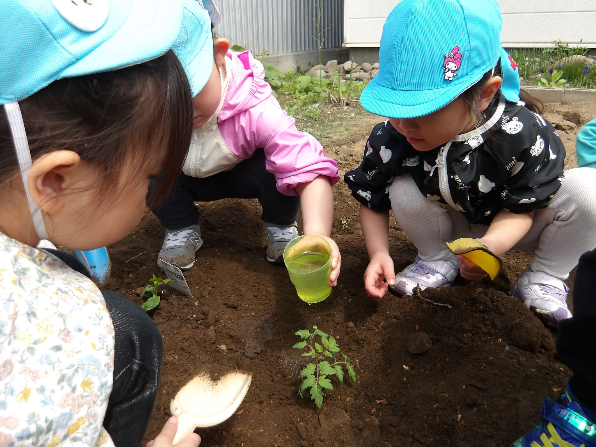 トマトときゅうりの苗を植え、他の苗はまた後日。これからお世話が始まります。