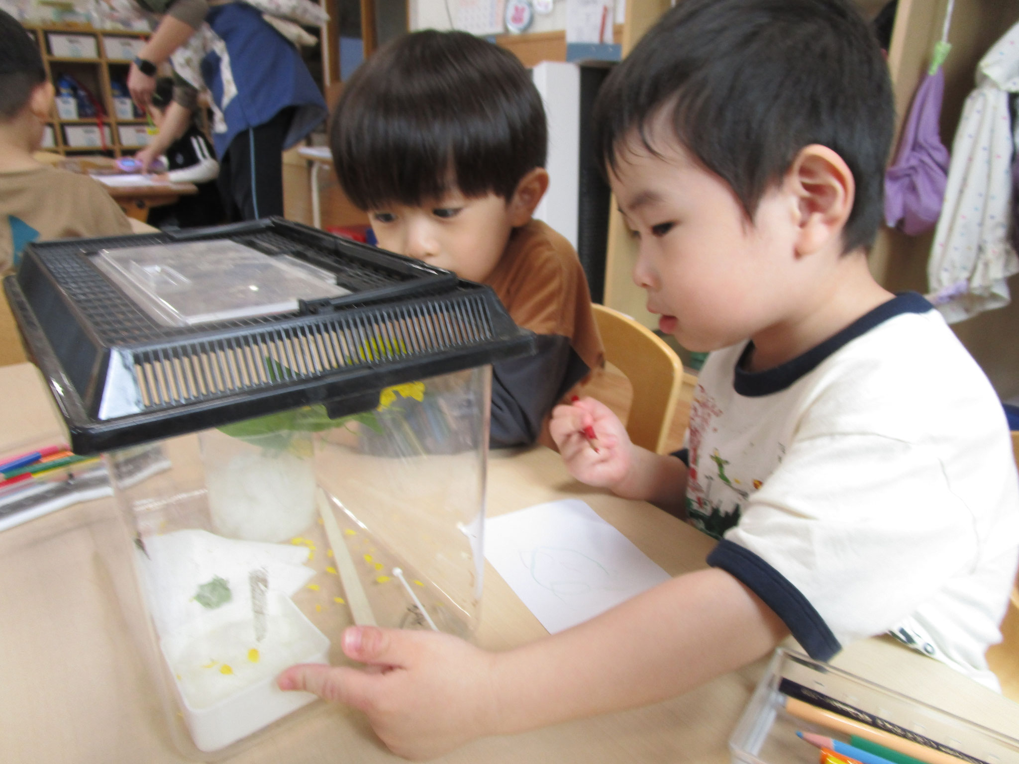 3歳児クラスでは虫や幼虫の観察が始まりました。みんなで生長を見守るようです。