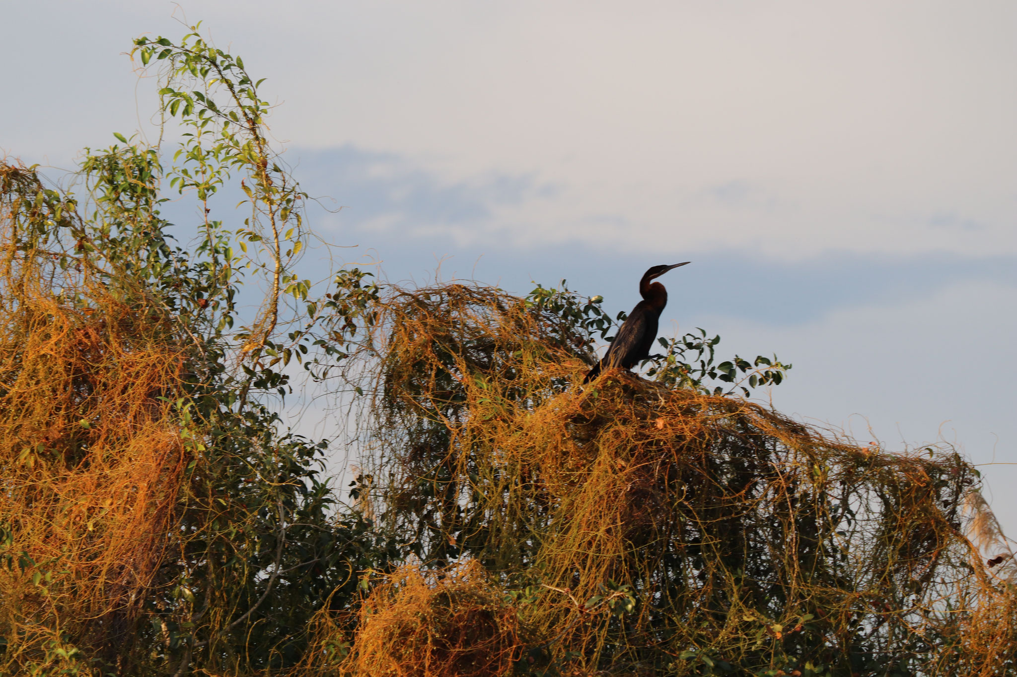 Schlangenhalsvogel
