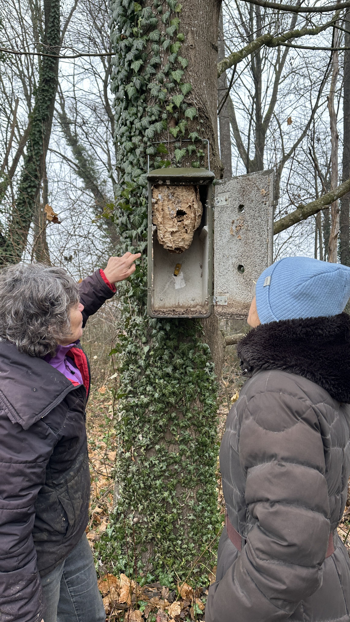 Hier sieht man in einen genutzten Hornissenkasten hinein auf das Nest der europäischen Hornisse