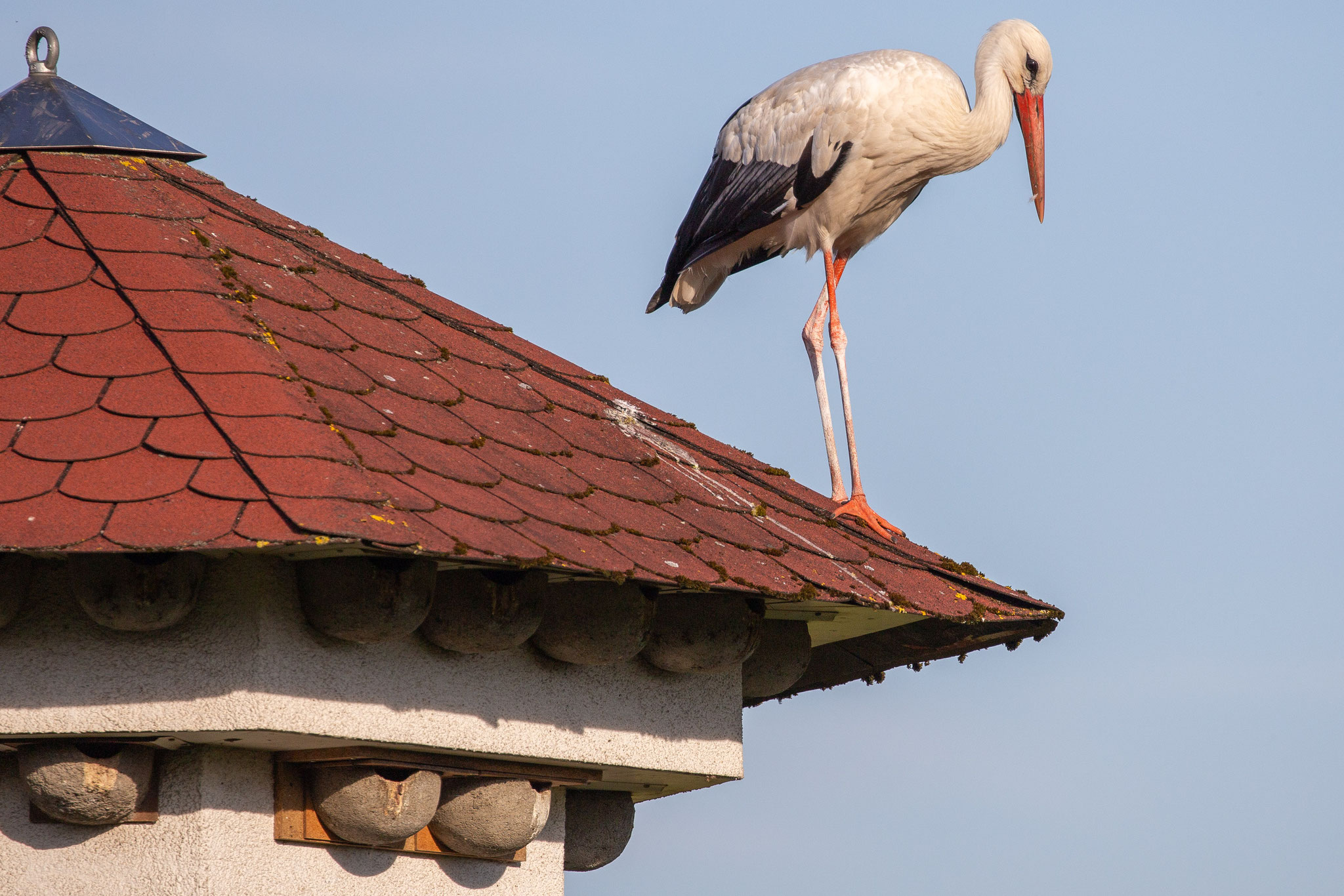 Foto: Ulrich Koch. Storch auf dem Schwalbenhaus