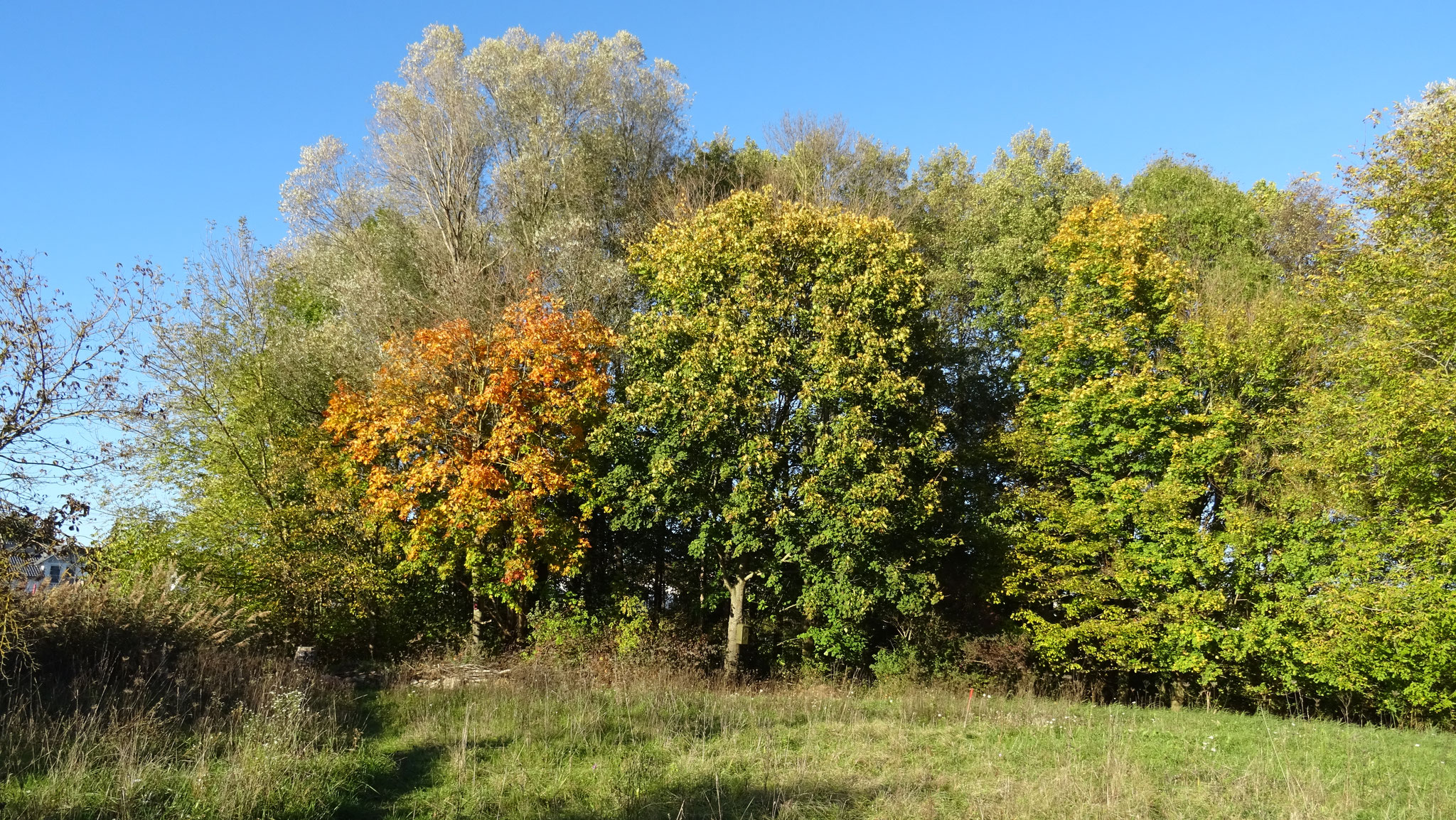 Obere Wiese mit Waldrand