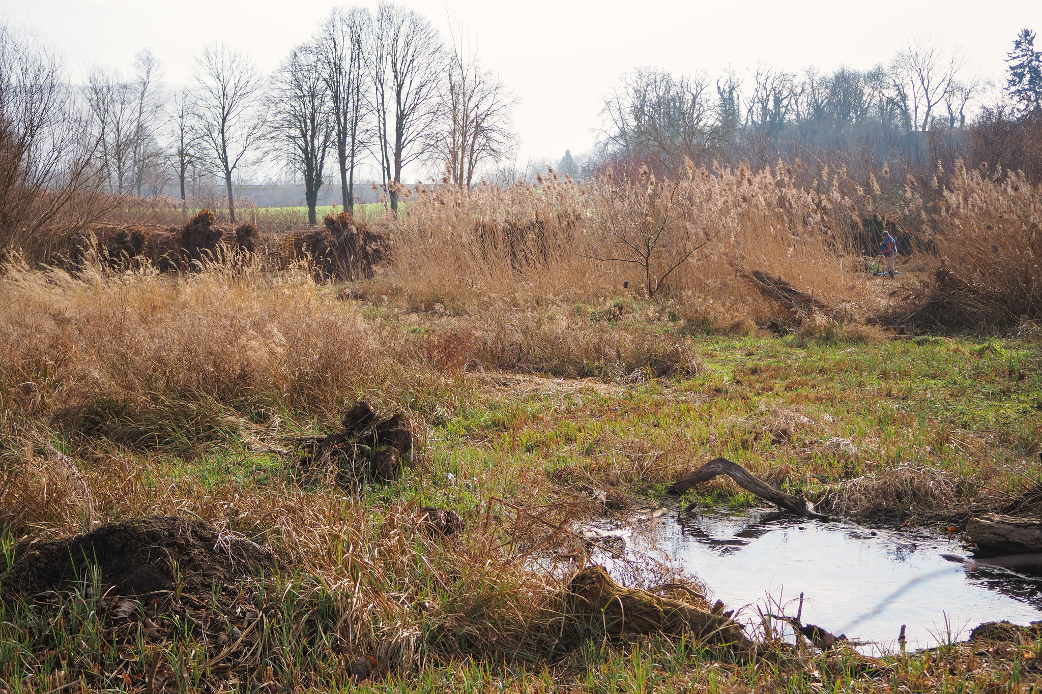 Teich ,Schilf und Weiden