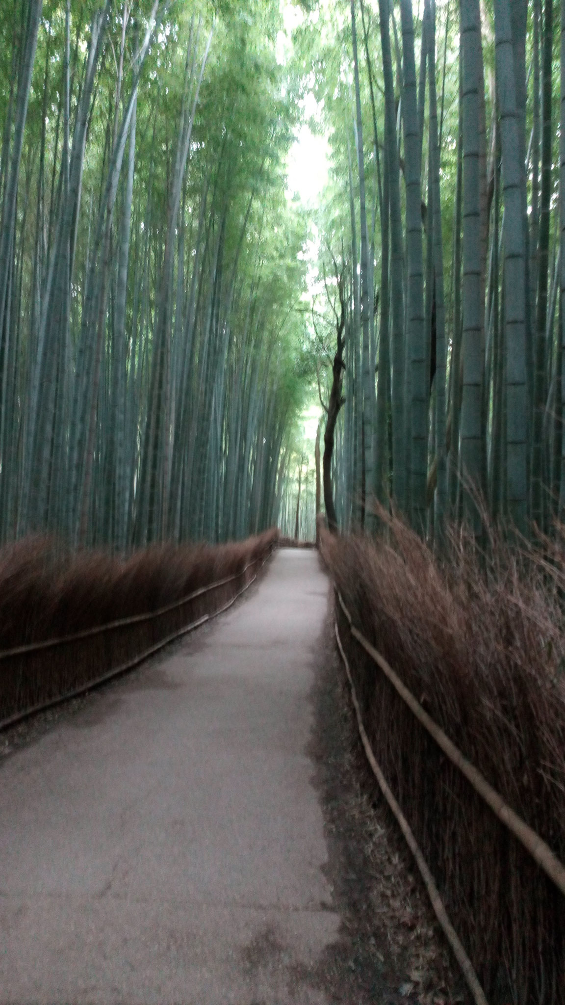 早朝の「竹の道」