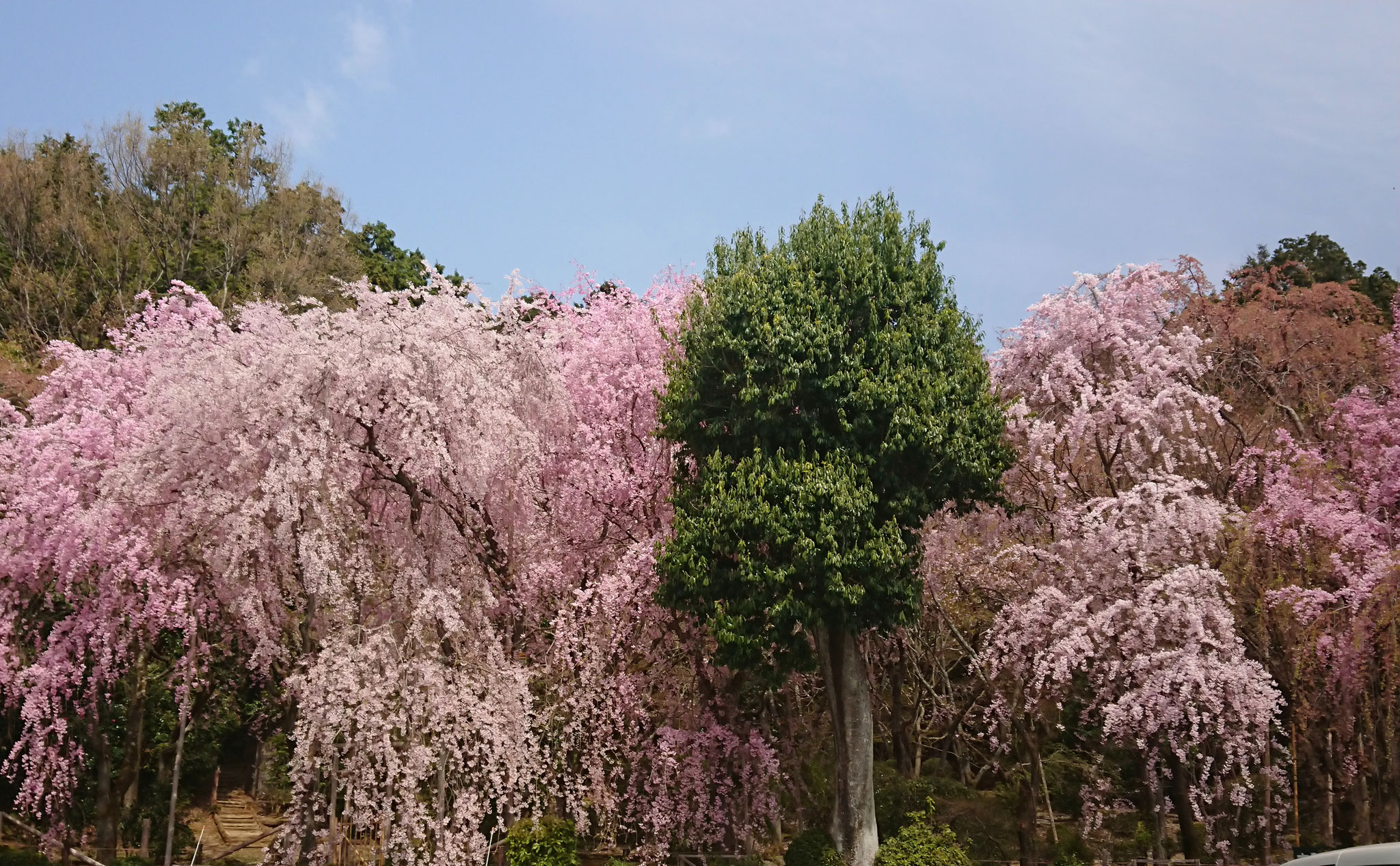 龍安寺