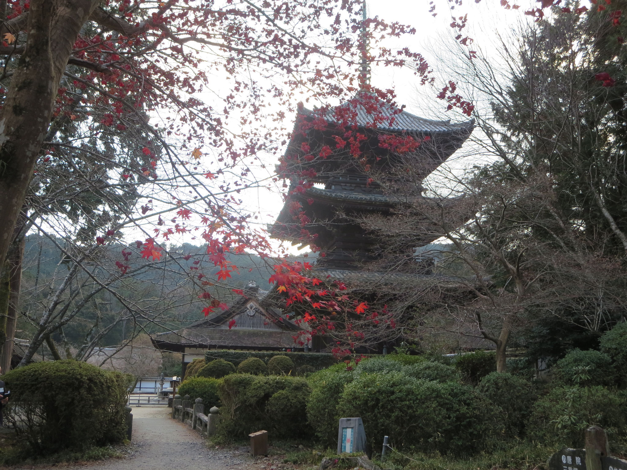 唐院 三重塔  室町初期の建築、秀吉が伏見観月橋下に移築した大和の比蘇寺の東塔を1600年に家康が寄進。